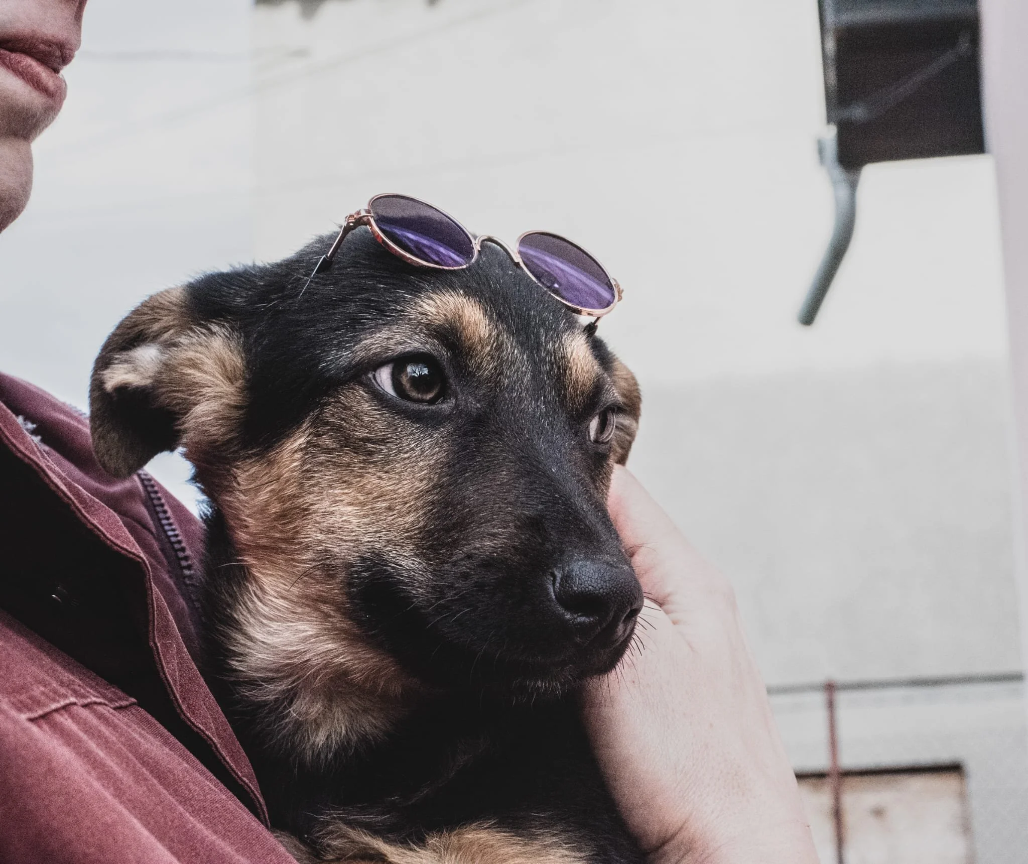 A person holding a young black and tan puppy with sunglasses on its head against a white wall.