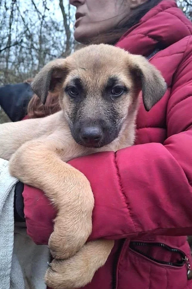 A person in a red jacket holding a puppy outdoors, with trees in the background.