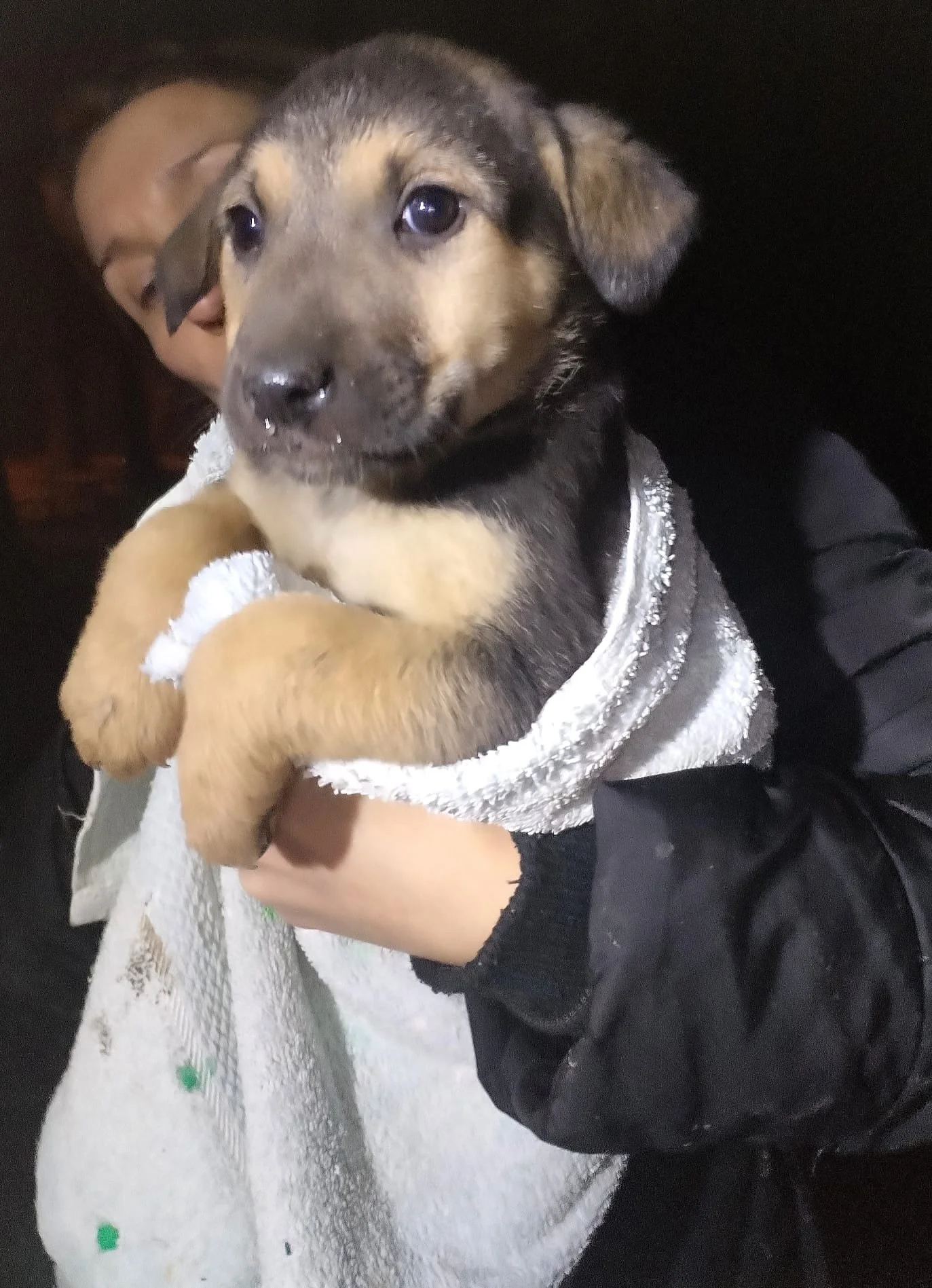 A person holding a small puppy with black and tan fur, wearing a gray towel or blanket.