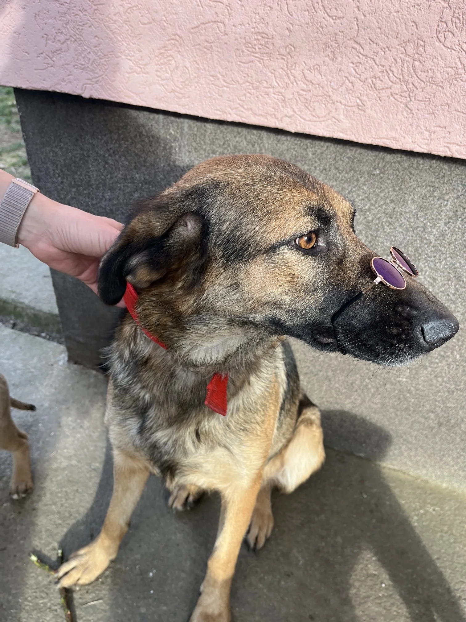 A medium-sized dog with brown, black, and tan fur sitting on a sidewalk. The dog is wearing small purple sunglasses on its nose and a red collar. A person's hand is petting the dog's head, and the dog is sitting next to a wall with peeling pink paint