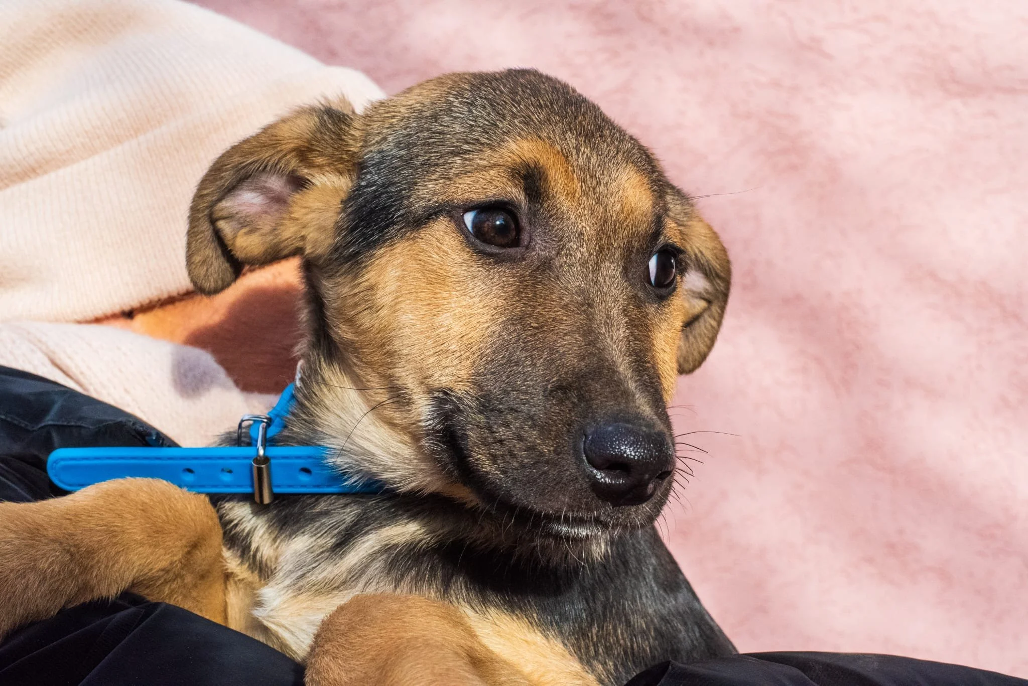 A close-up of a young puppy with brown and black fur, wearing a blue collar, resting on a person's lap against a pink background.