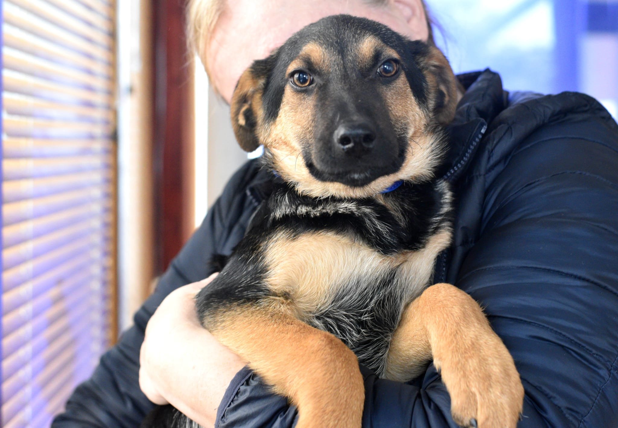 Person holding a young black and brown puppy, close-up portrait.