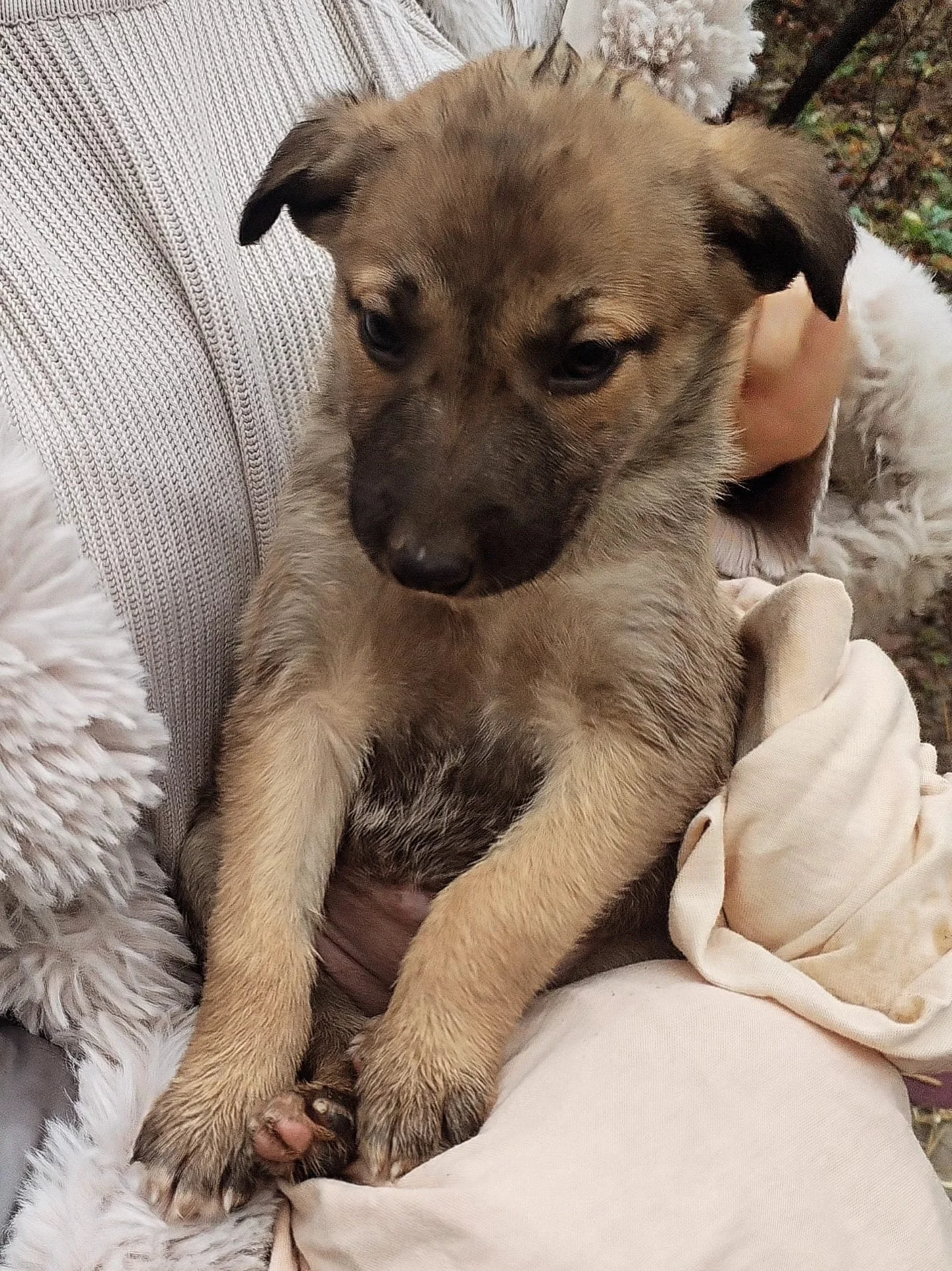 A young puppy held in a person's arms outdoors, surrounded by fall foliage and wearing a light-colored blanket.