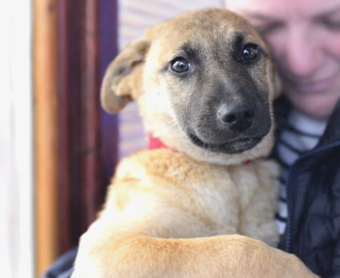 A young puppy with light brown fur and dark eyes being held closely next to a person.