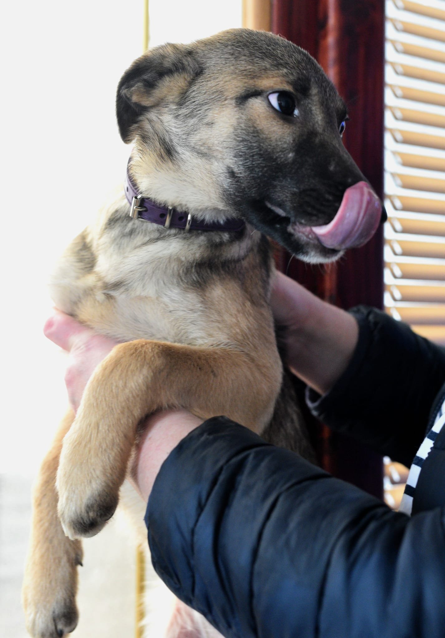 A person holding a puppy with a black face, tan body, and a purple collar. The puppy is licking its nose and has blue eyes.