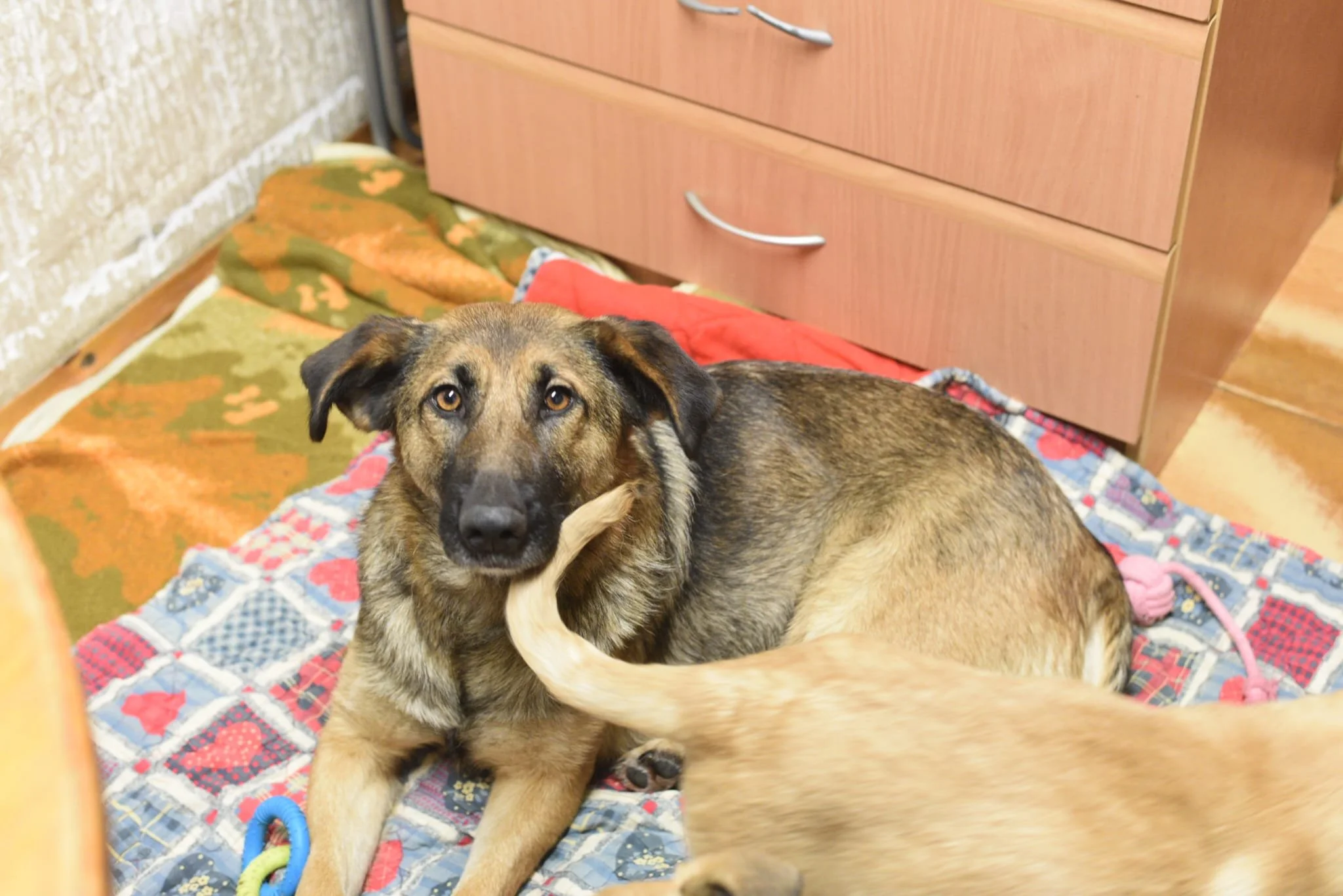 Dog lying on a patterned blanket next to a piece of rawhide chew, with a wooden cabinet and wall in the background.
