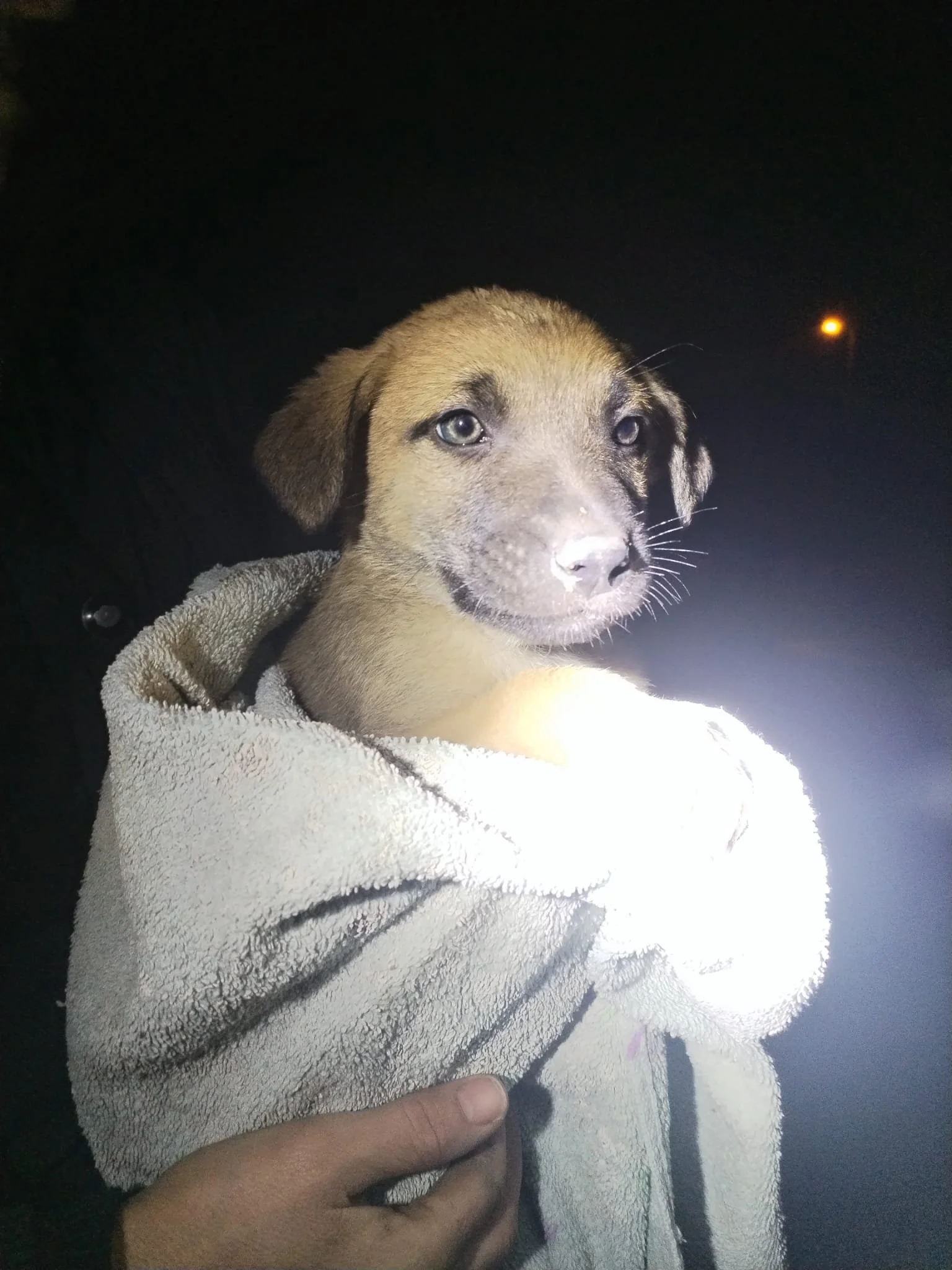 A puppy being held in a person's arms at night. The puppy has a tan coat with darker markings and is wrapped in a light-colored towel or blanket.