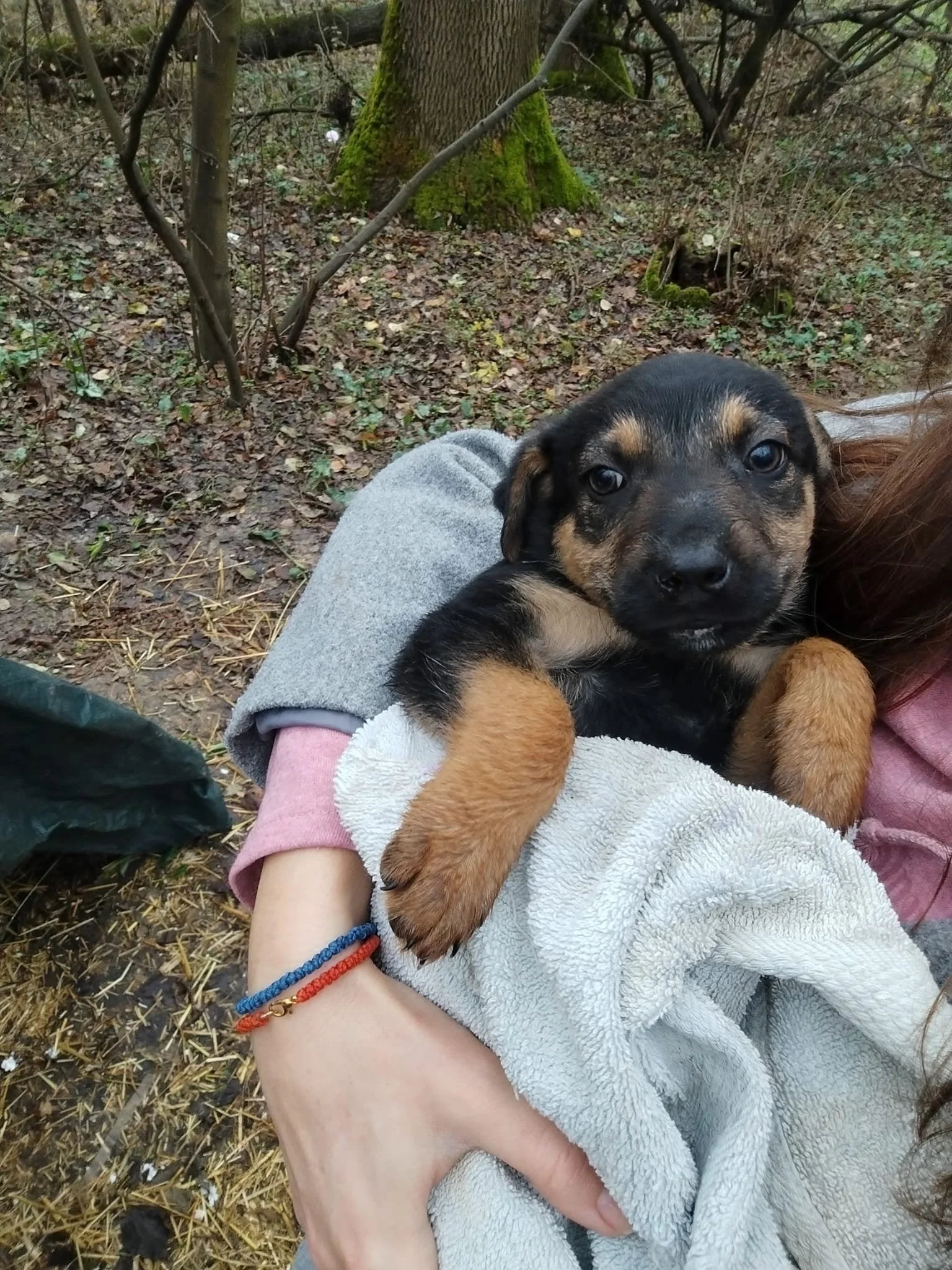 Person holding a black and brown puppy on a white towel in a wooded outdoor area, with moss-covered trees and dry leaves on the ground.