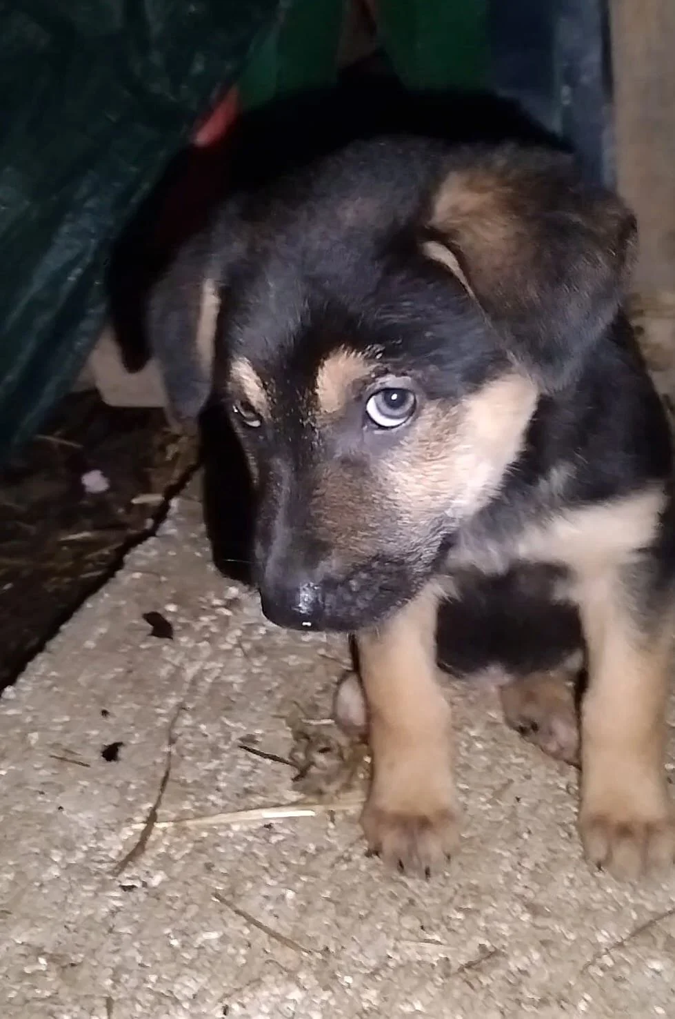A puppy with black and tan fur and striking blue eyes, sitting on a concrete floor near a dark green object.