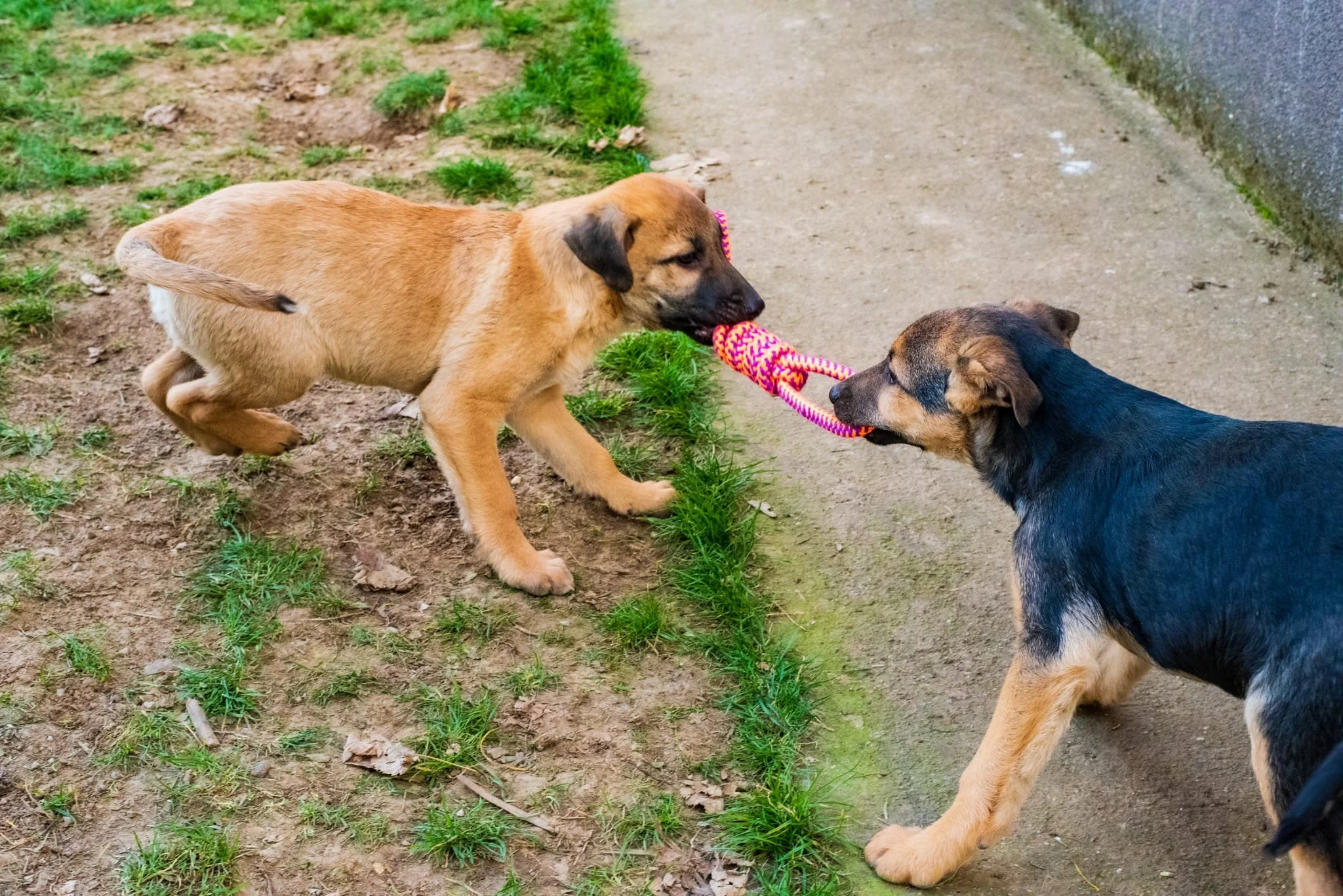 Two puppies playing tug of war with a colorful rope toy outside.