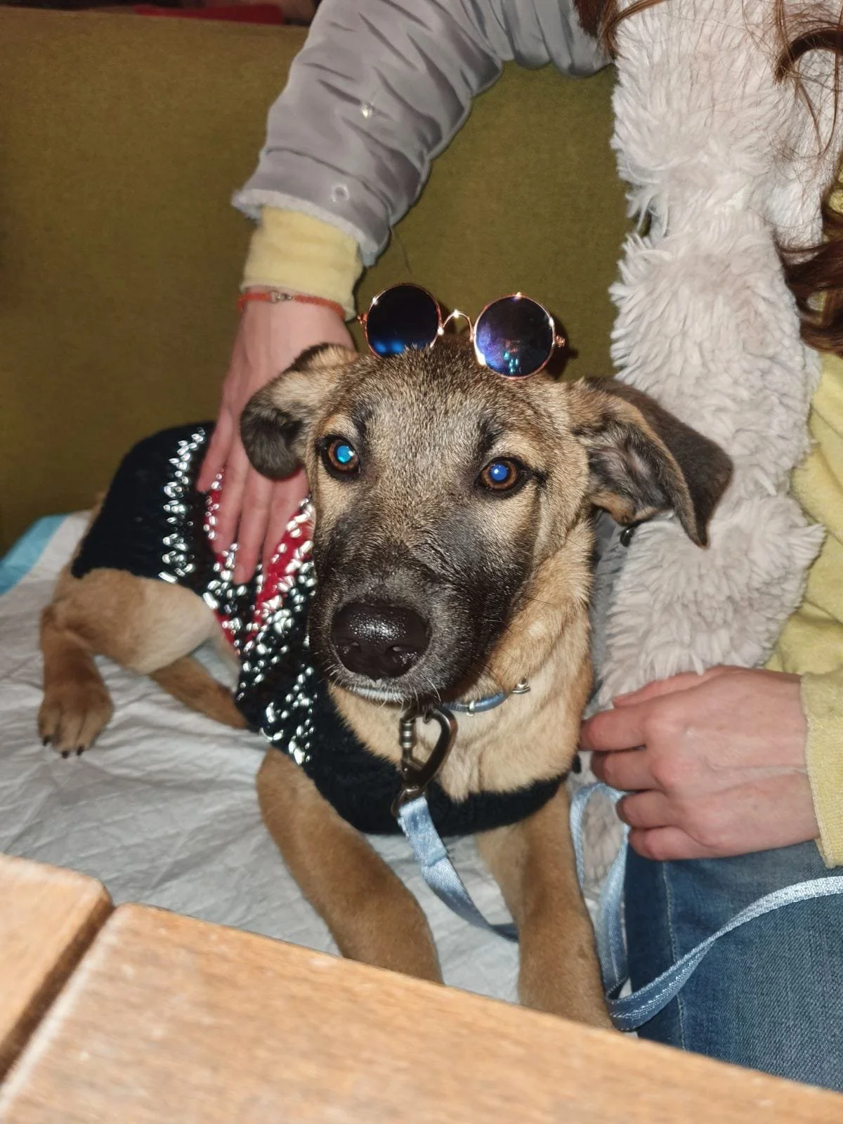 A young dog with tan and black fur sitting on a table, wearing a black sweater with silver beads, and sunglasses resting on its head. A person in a gray jacket and a woman in a beige fuzzy jacket are petting the dog.