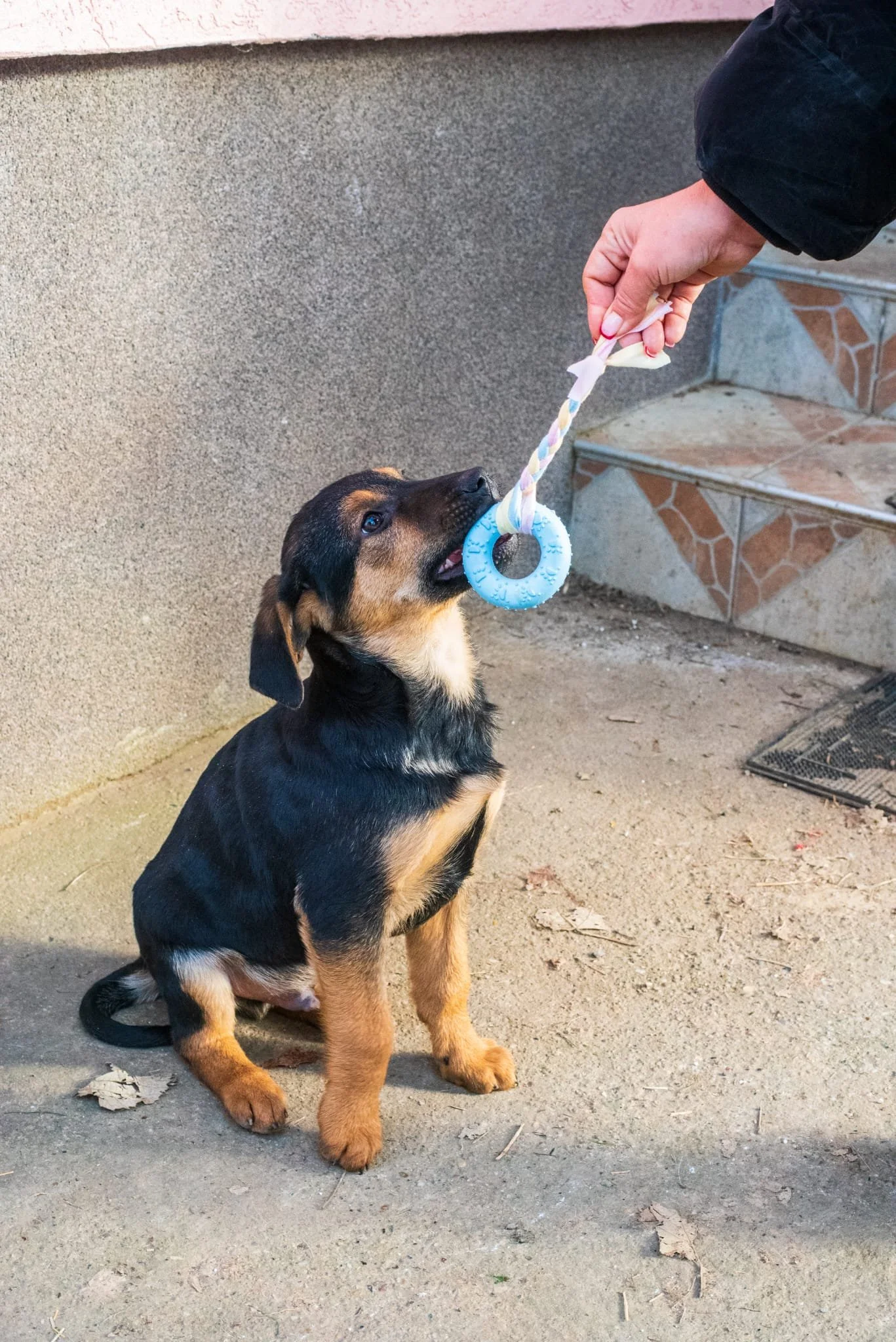 A small puppy sitting on the ground, holding a blue chew toy with a circular ring in its mouth, being offered by a person holding a twisted rope leash.
