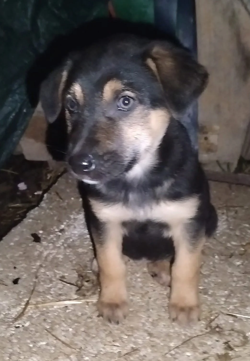A cute puppy with black and tan fur sitting on a dirt floor in front of a green plastic container and a wooden wall.