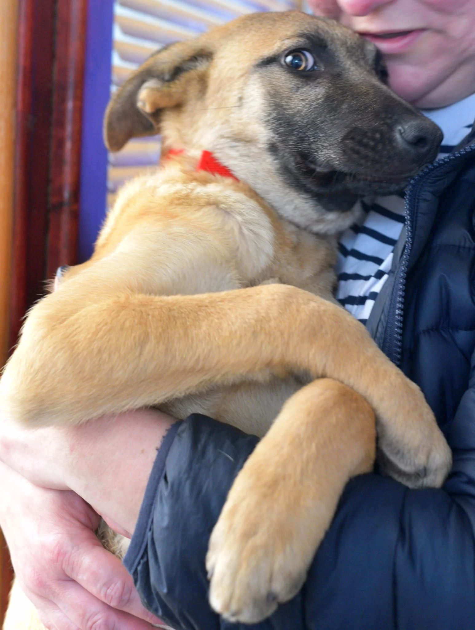 A person holding a large tan puppy with a black face mask and a red collar, close to their face, indoors.