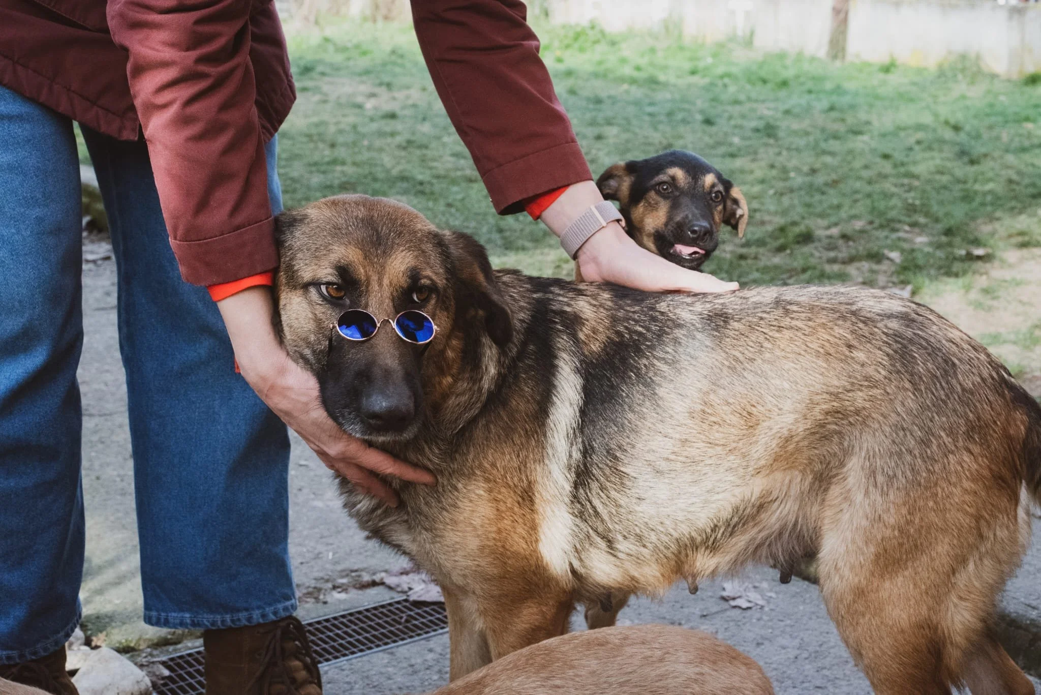 A person wearing a maroon jacket and blue jeans holds a large, tan and black dog with sunglasses. Behind them, another smaller dog with a brown and black coat looks on in a grassy outdoor area.