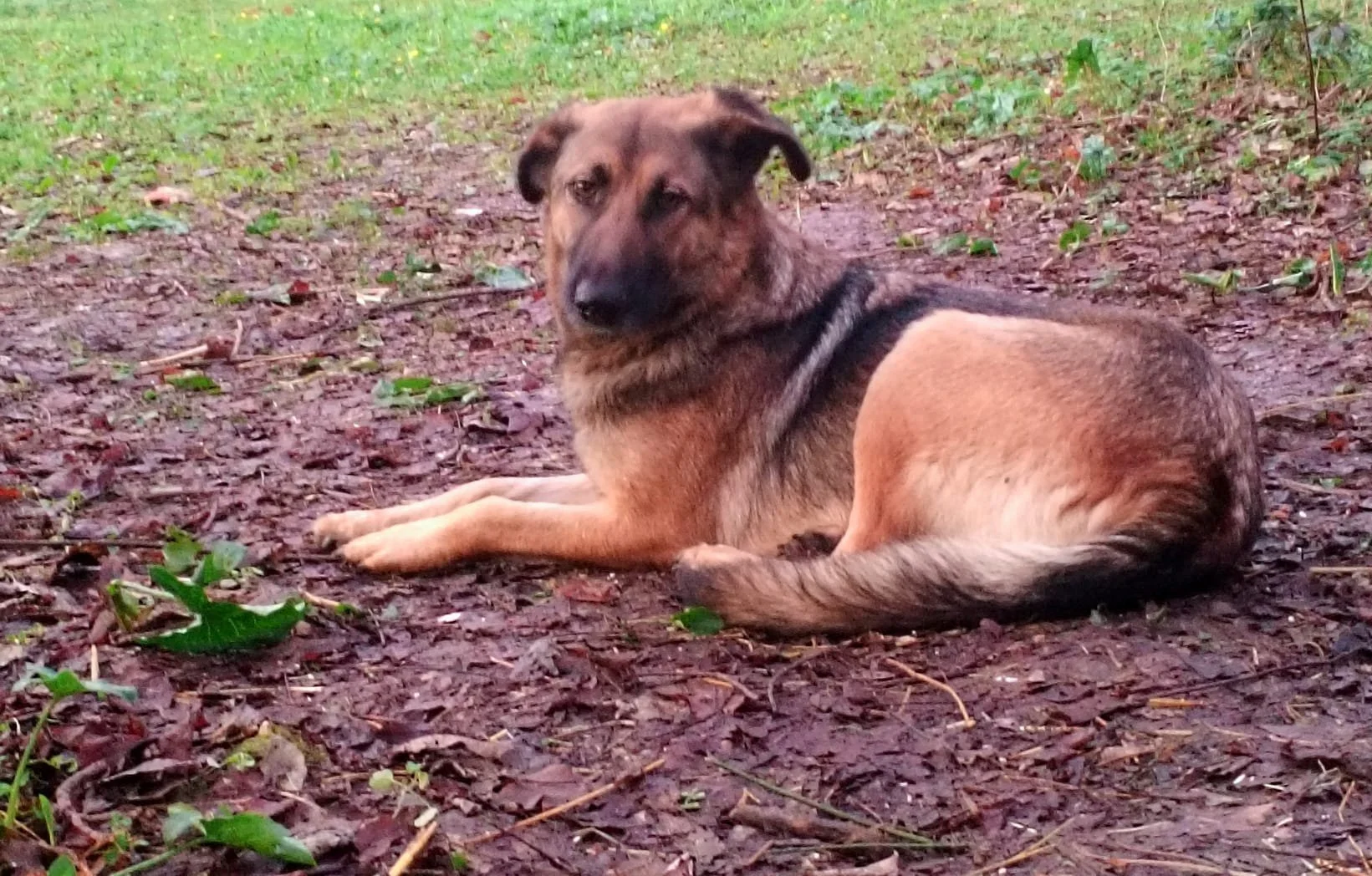 A dog lying on the ground outdoors, surrounded by leaves and greenery, looking at the camera.