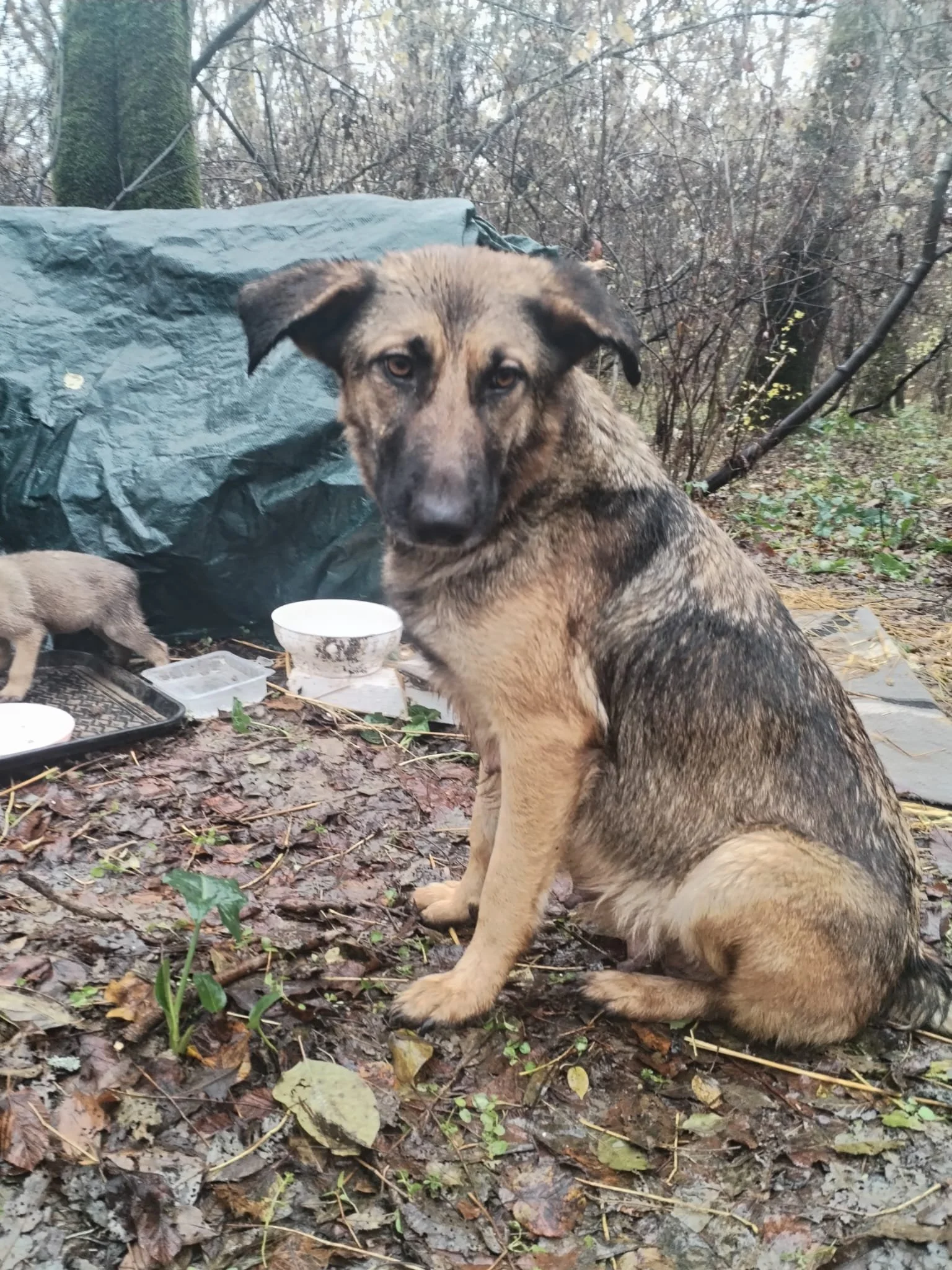 A young, mixed-breed dog with a black and tan coat, sitting on a muddy, leaf-covered ground outdoors. The background shows leafless trees, a tarp, and some scattered bowls and containers.