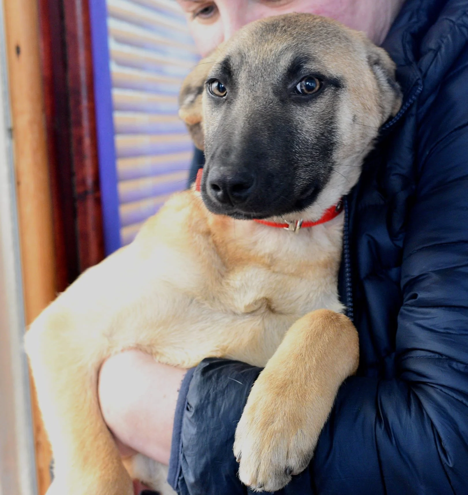 A person holding a tan and black puppy with a red collar, inside a room with purple window blinds.