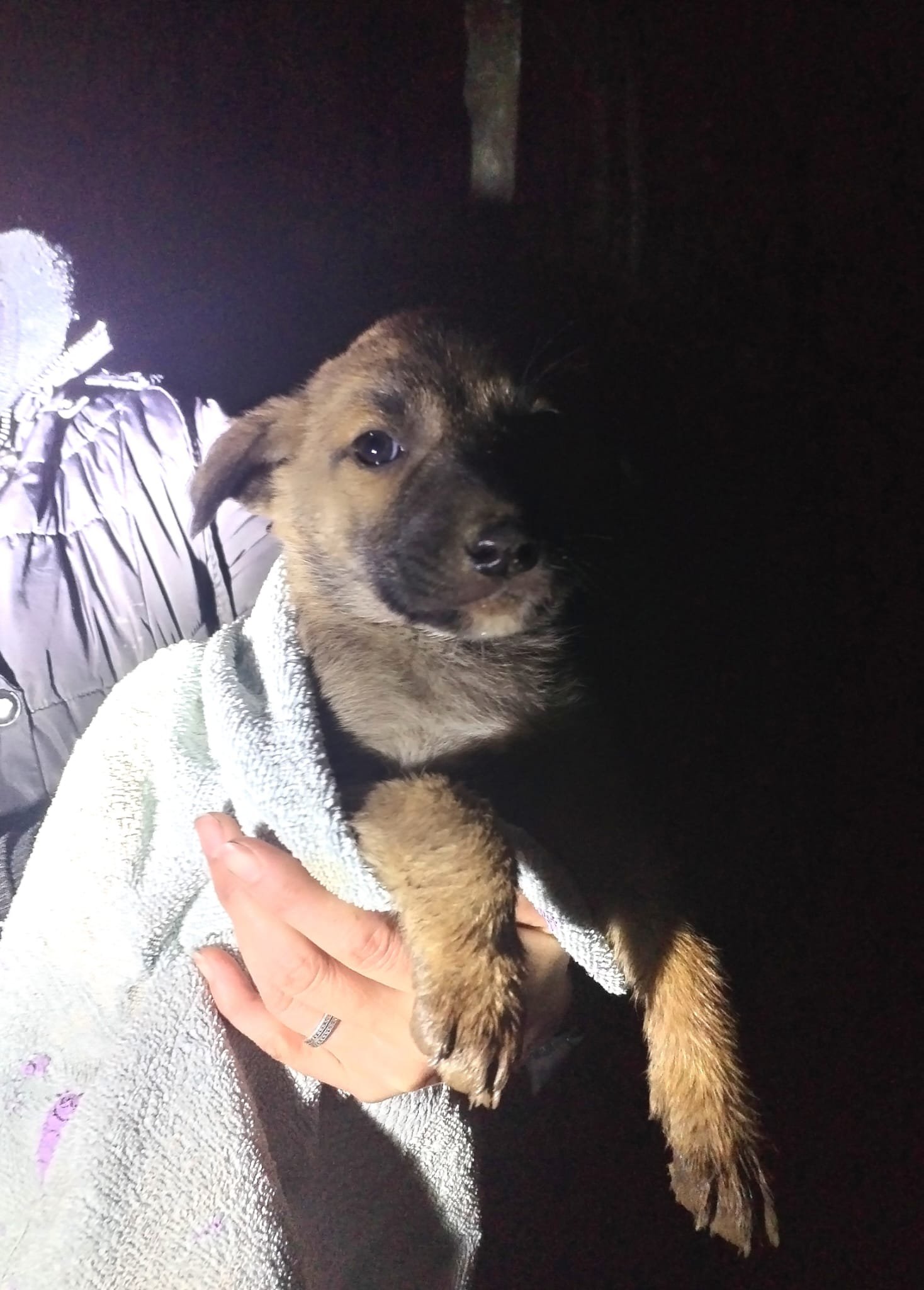 Person holding a small puppy with a towel around it, dark background.