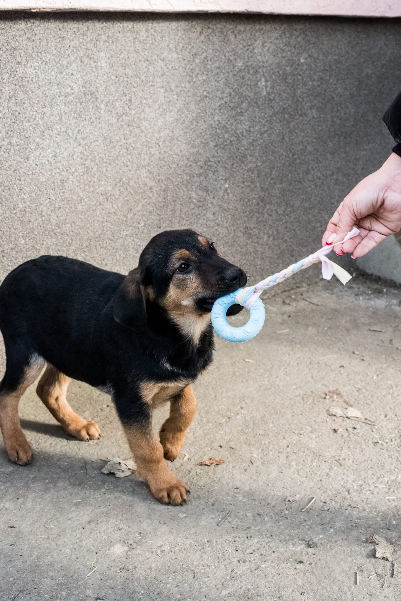 A small puppy biting on a plush cow toy being held by a person, with a beige textured wall in the background and on a dirt ground.