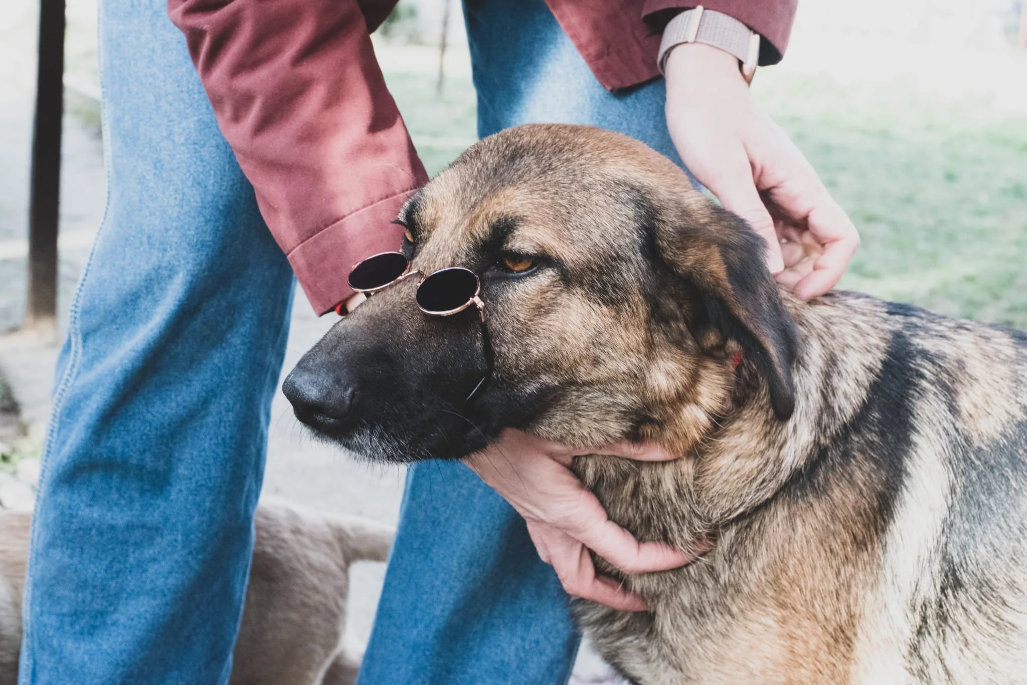 Person holding a large brown German Shepherd dog with sunglasses on its nose at an outdoor park.