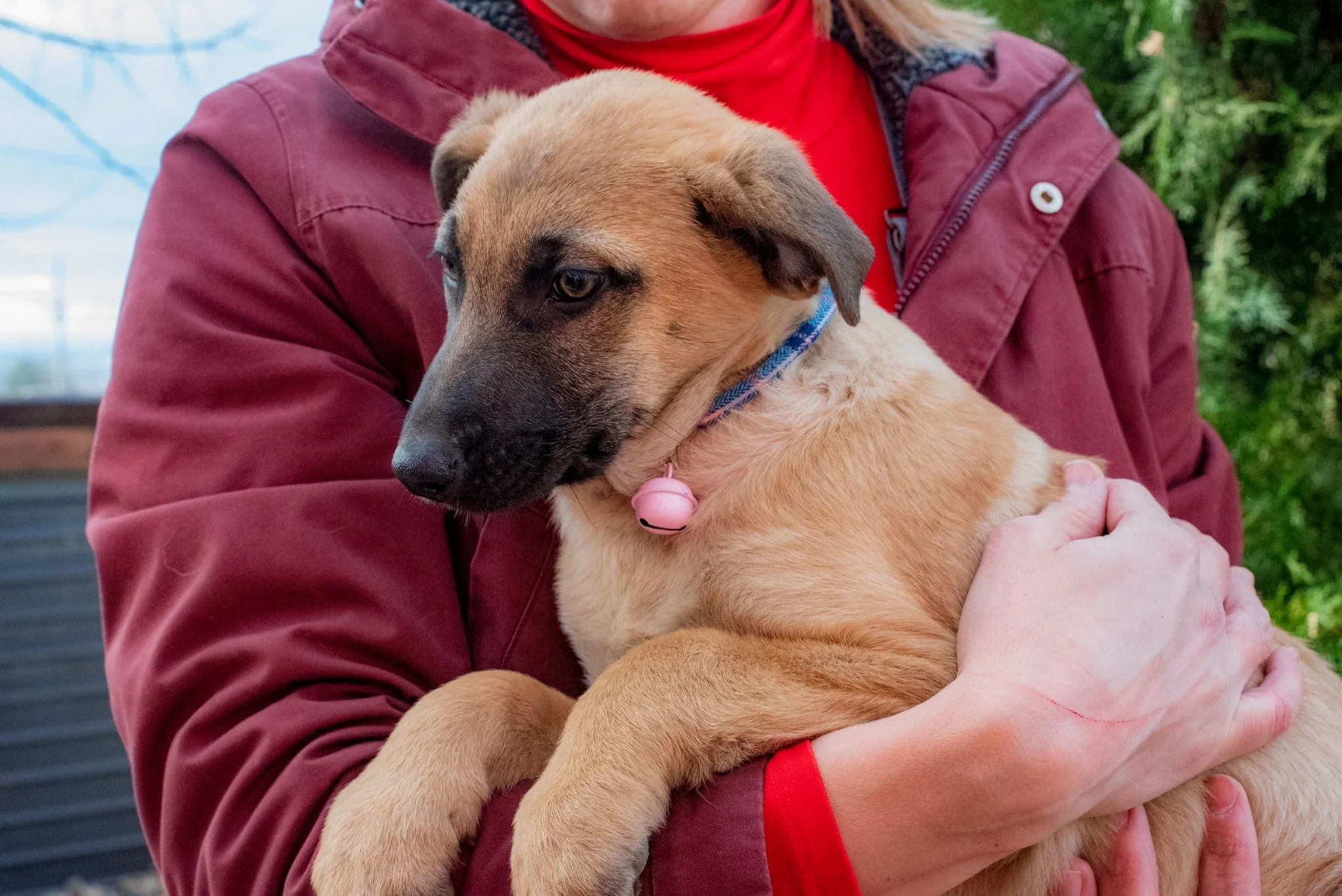 Person holding a tan puppy with a black face and a blue collar with a pink tag, outdoors with greenery in the background.