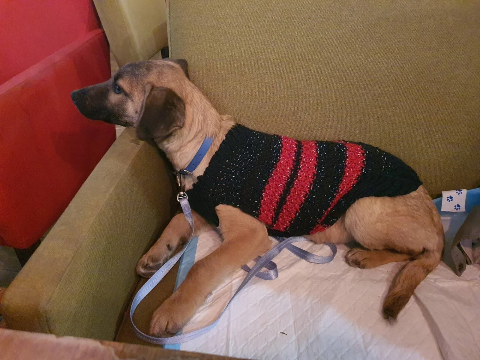 A puppy lying on a couch, wearing a black and red striped sweater, with a blue collar and leash.