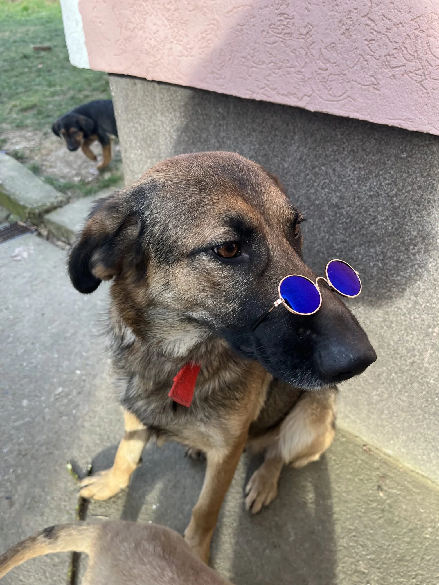 Dog wearing round, blue sunglasses sitting on pavement next to wall, with another dog in background.