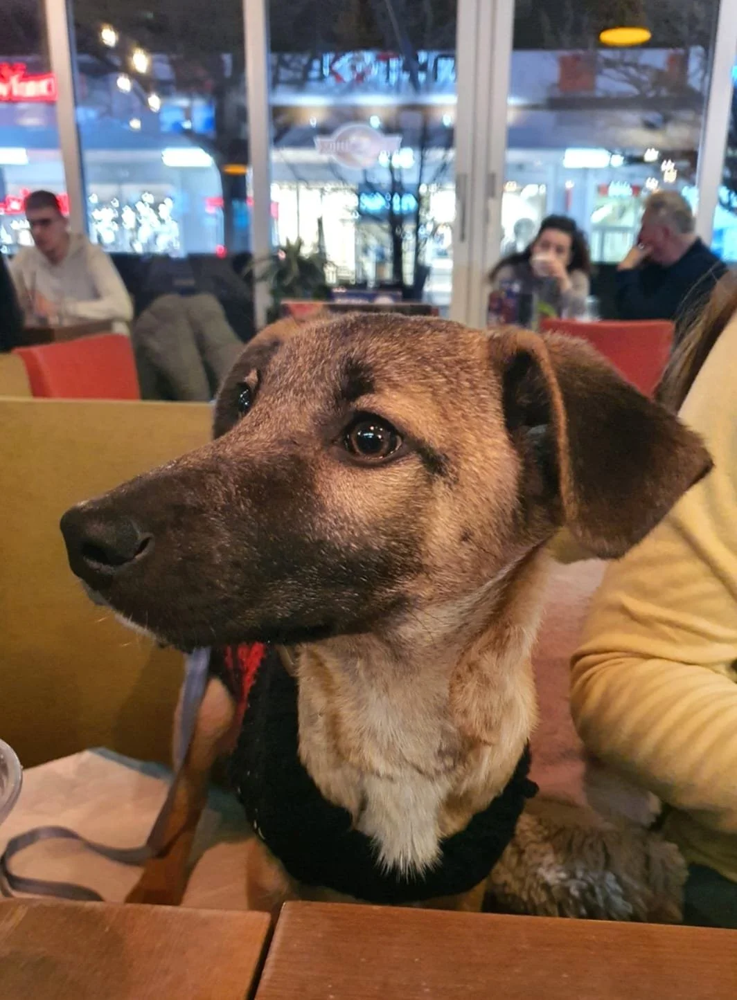 Close-up of a brown dog with black markings sitting at a table inside a restaurant or café, looking off to the side. In the background, there are several people seated at tables near large windows with a view of the street.