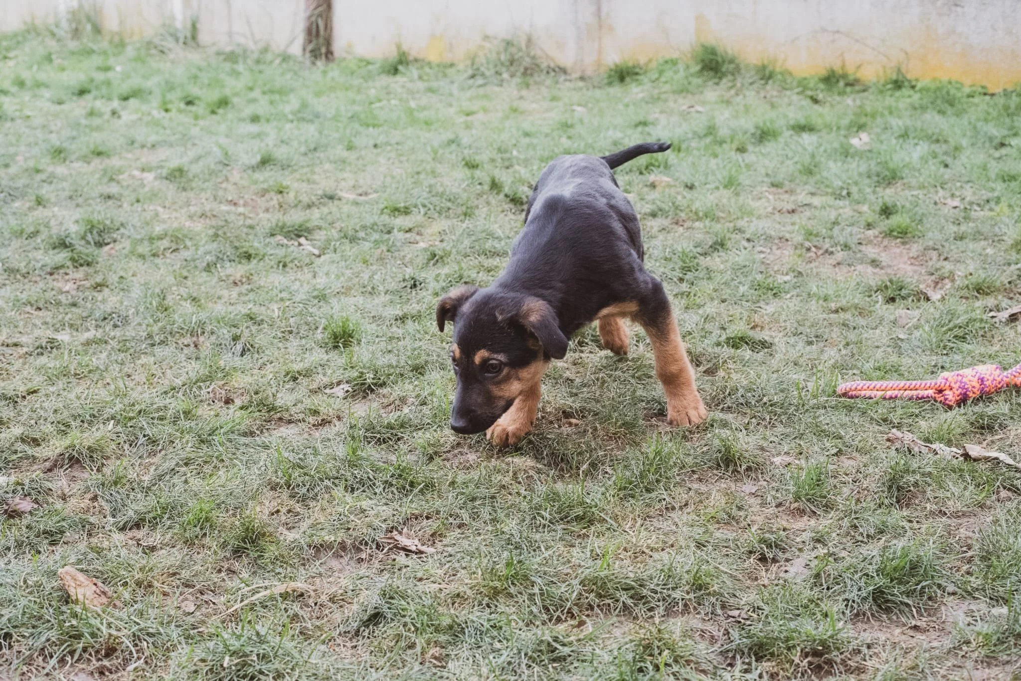 A black and tan puppy exploring grassy ground outdoors, with a colorful rope toy nearby and a yellow wall in the background.