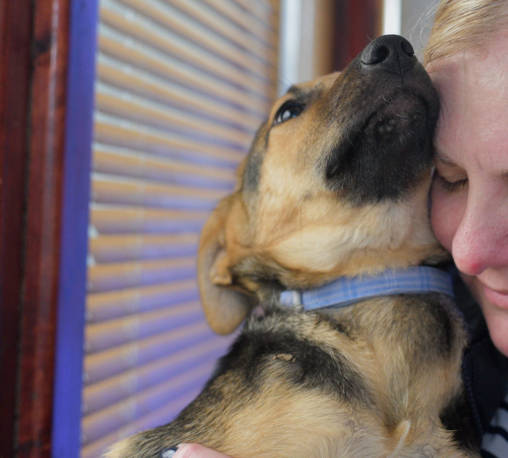 A person hugging and snuggling a brown and black dog with a blue collar, close to a wooden wall panel.