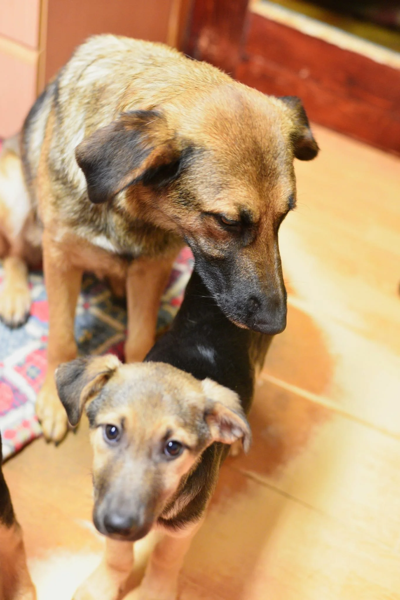 Two young dogs, one larger with tan and black fur and one smaller with a lighter tan and gray coat, looking at the camera in an indoor setting.