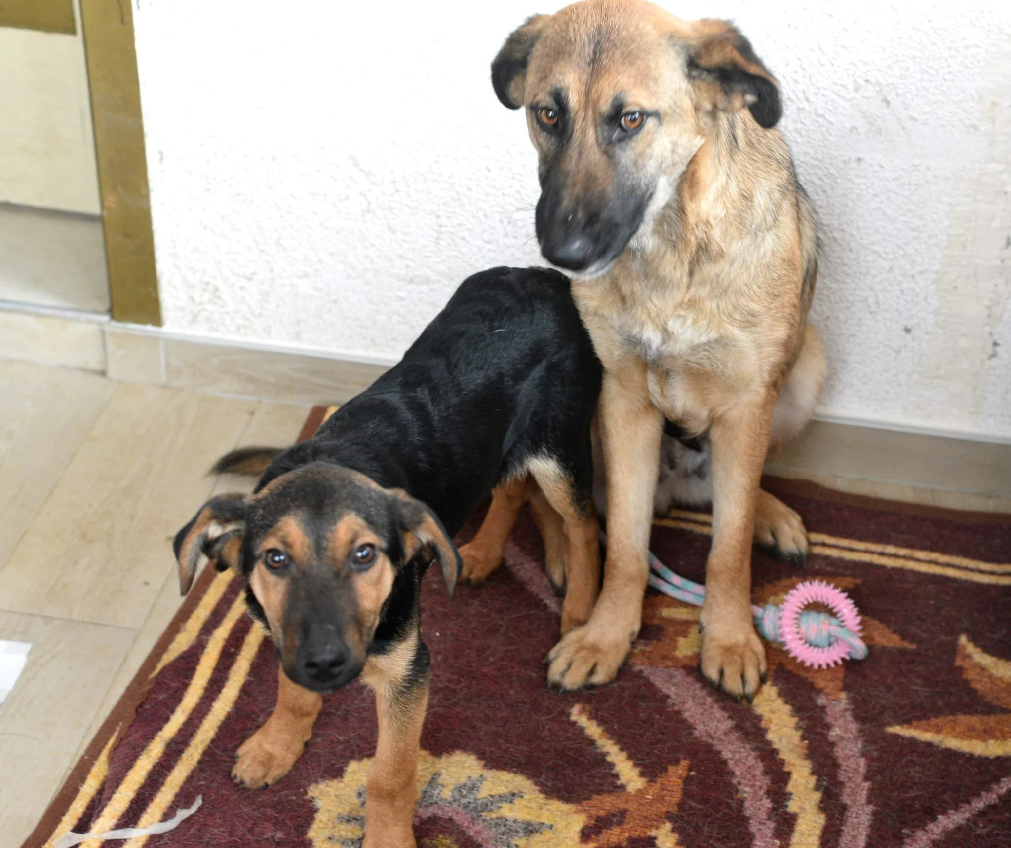 Two dogs, a puppy and an adult, sitting on a patterned rug against a wall. The puppy is in the foreground, looking at the camera, while the older dog is in the background, sitting and looking to the side.