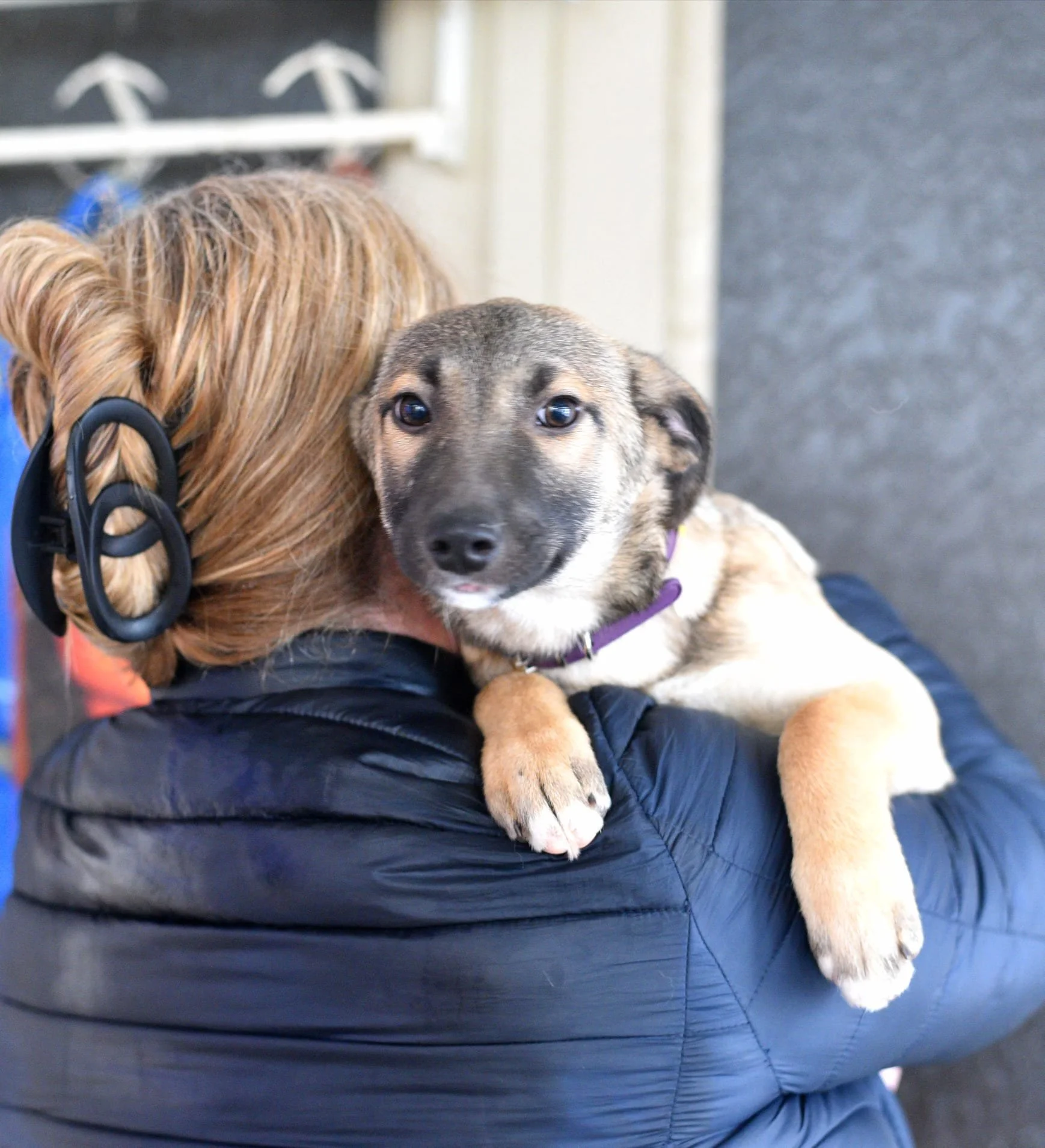 A person holding a puppy with tan and black fur, wearing a purple collar, in an indoor setting.