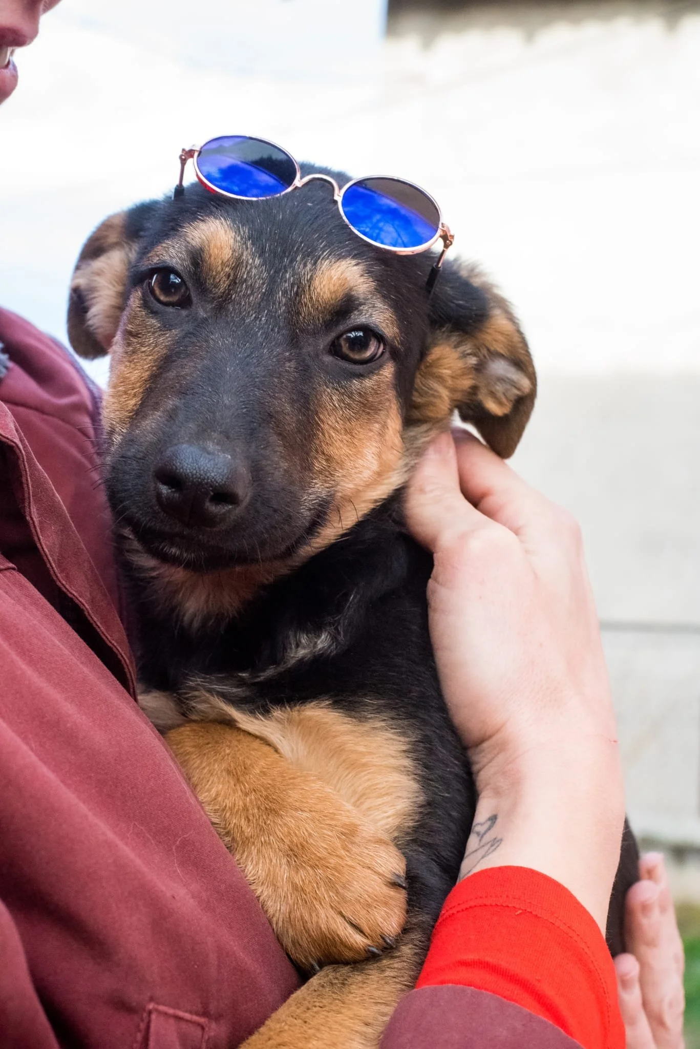Person holding a puppy with sunglasses on its head outdoors.