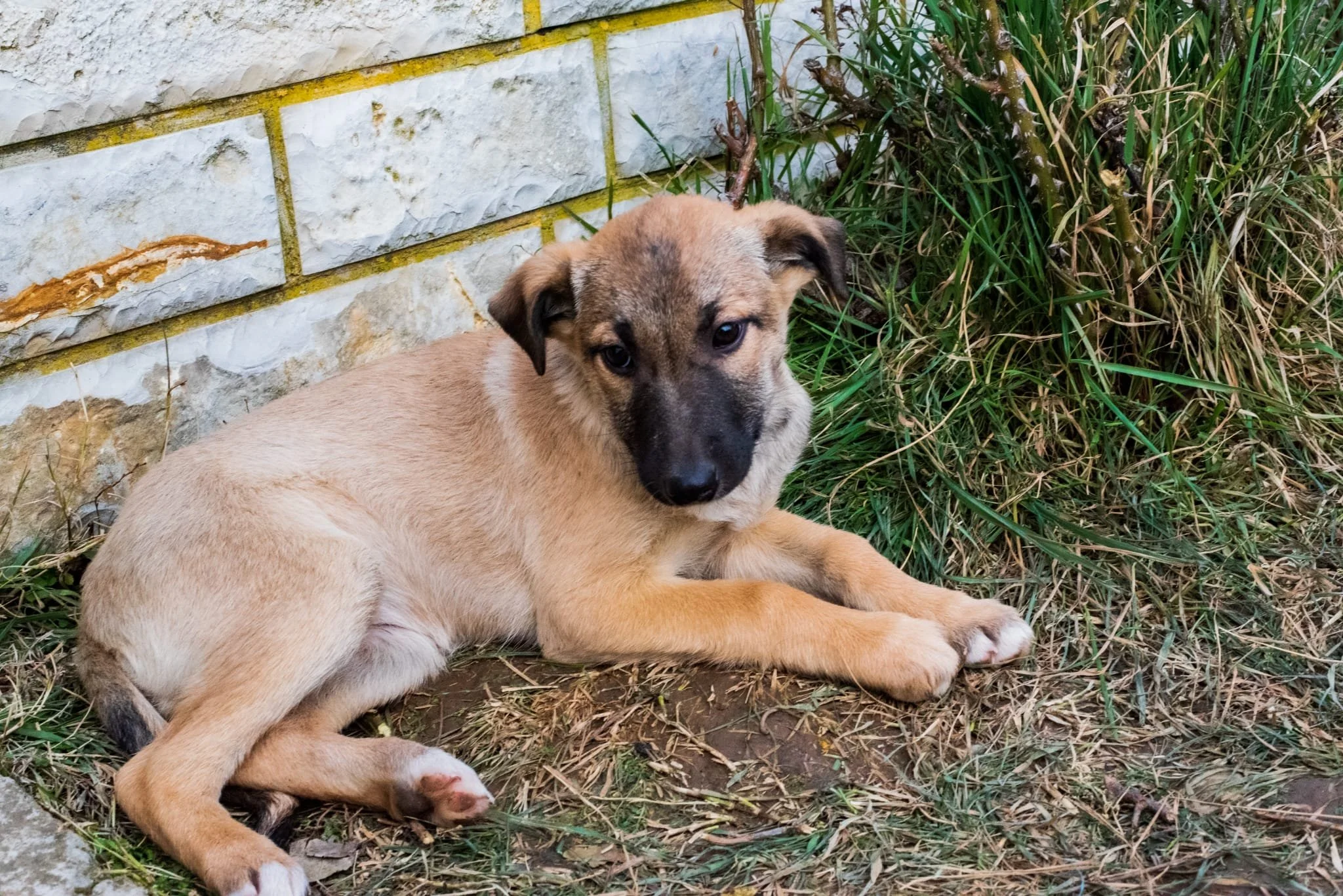 A tan and black puppy lying on the ground near tall grass and a stone wall.