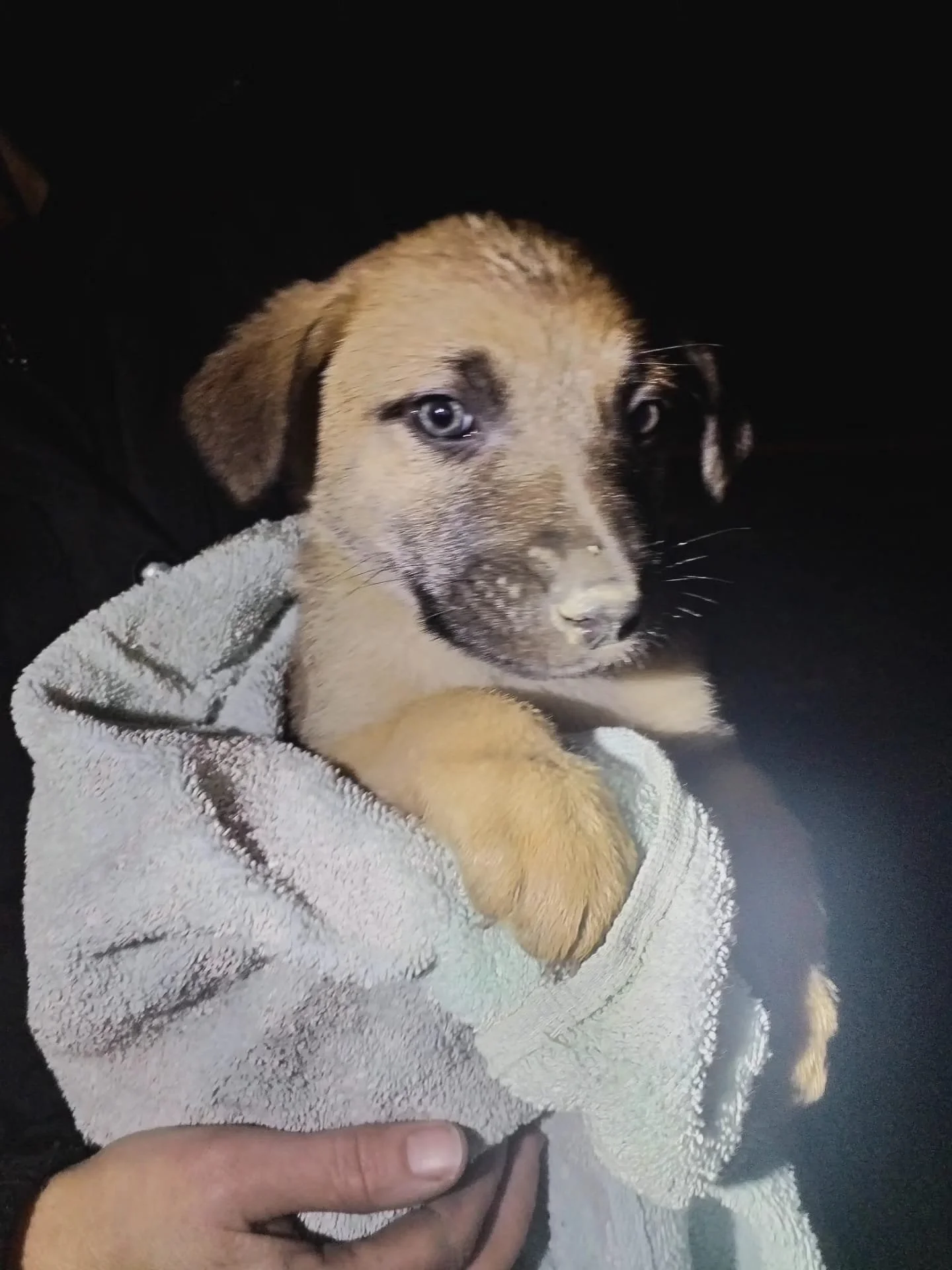 A puppy with light brown fur and dark facial markings being held in a person's hand wrapped in a gray towel, against a dark background.