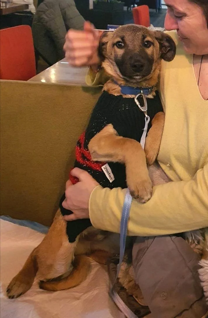 A person holding a small brown puppy with a black face, wearing a black sweater with red accents, in a cozy indoor setting. The puppy looks directly at the camera with large eyes, while the person is smiling and appears to be petting the puppy's head