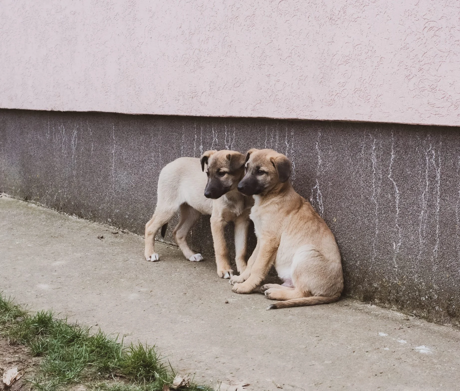 Two puppies sitting close to each other against a wall, on a sidewalk.