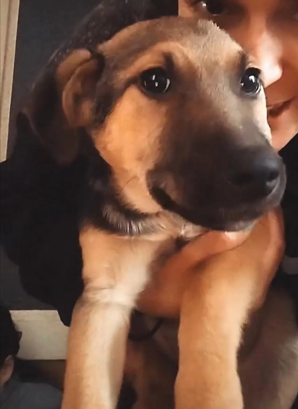 Close-up of a young woman holding a tan and black puppy, both looking at the camera.
