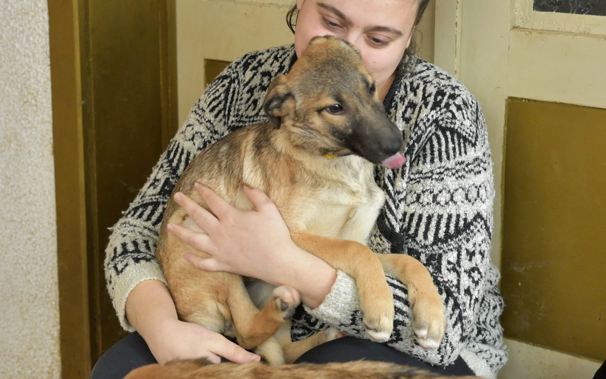 Person holding a small puppy with its tongue out