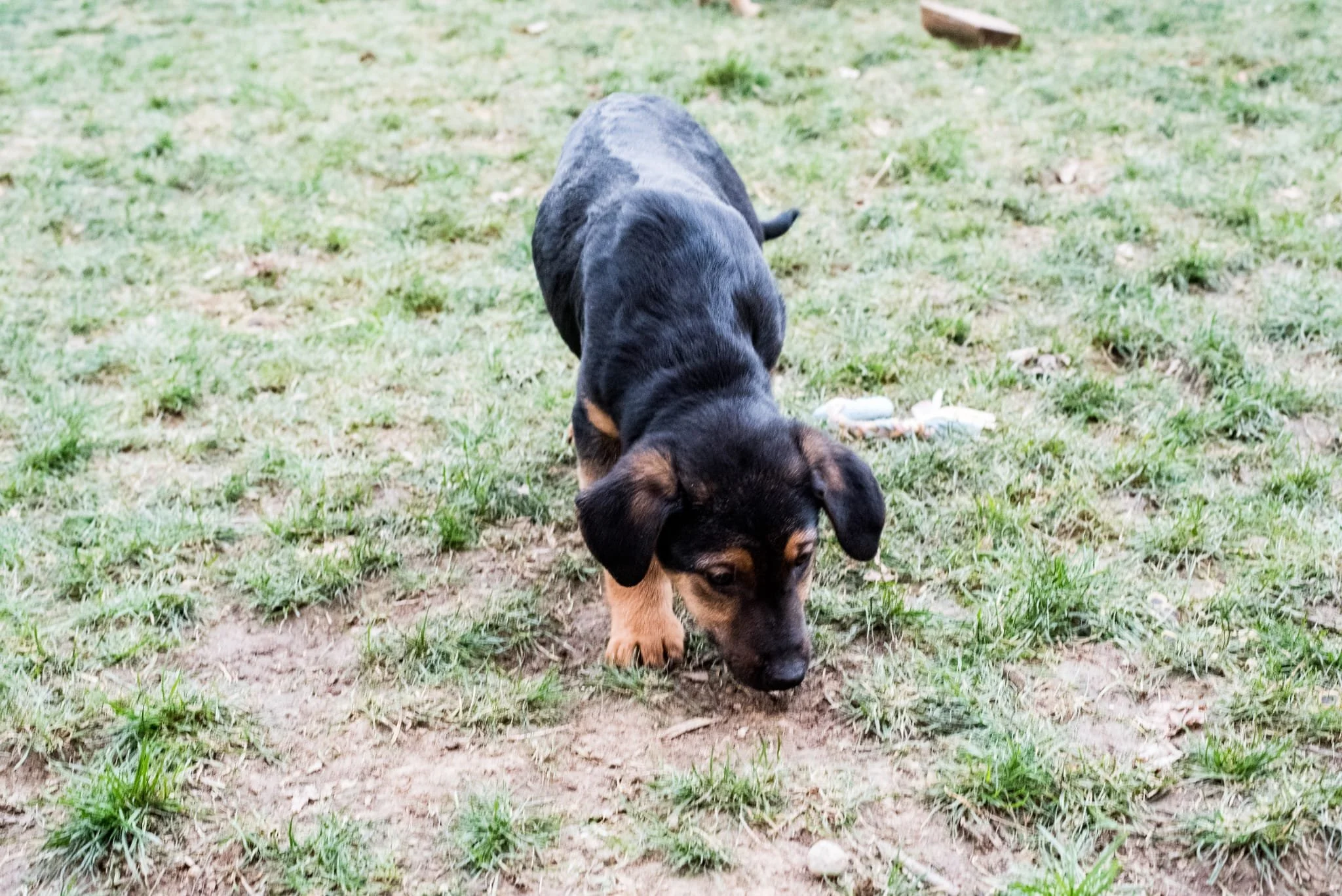 A young black and brown puppy with floppy ears sniffing the ground outdoors on a patchy grassy area.