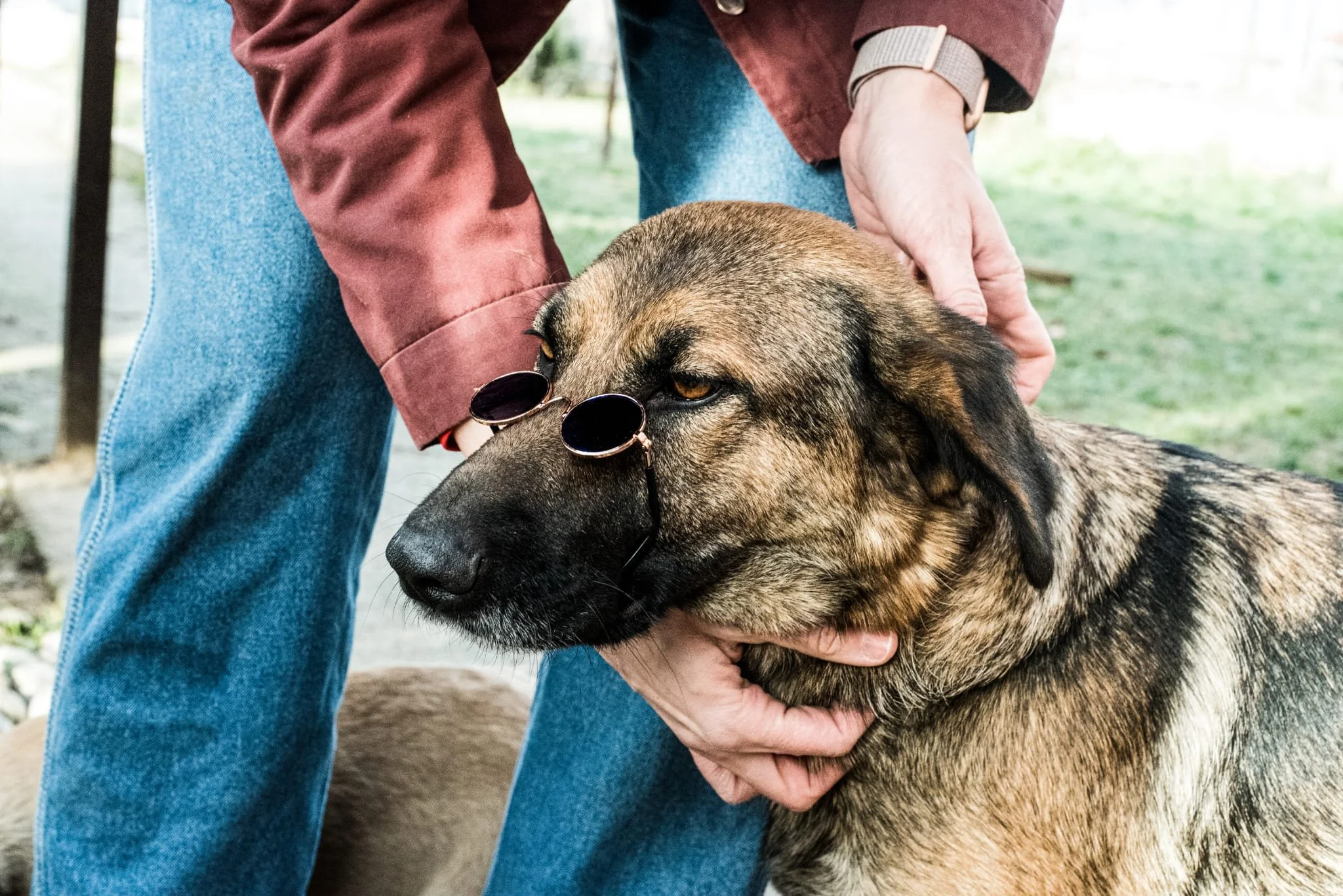 A large brown dog wearing sunglasses being petted on the neck by a person wearing a red jacket and blue jeans outdoors.