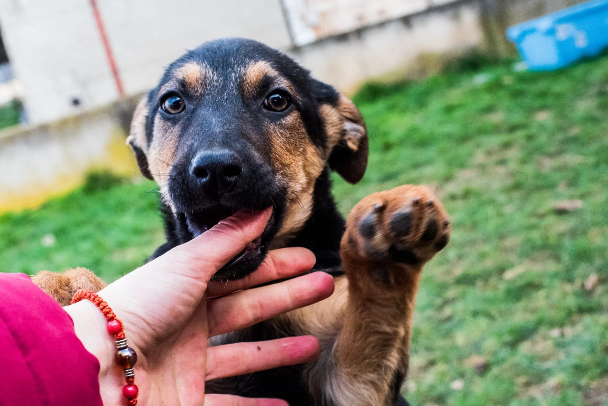 A person with a red bracelet gently touches the snout of a playful puppy with black and brown fur outside on a grassy area.