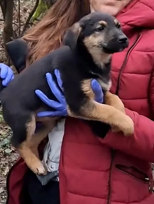 Person holding a black and tan puppy outdoors, wearing blue gloves and a red jacket.