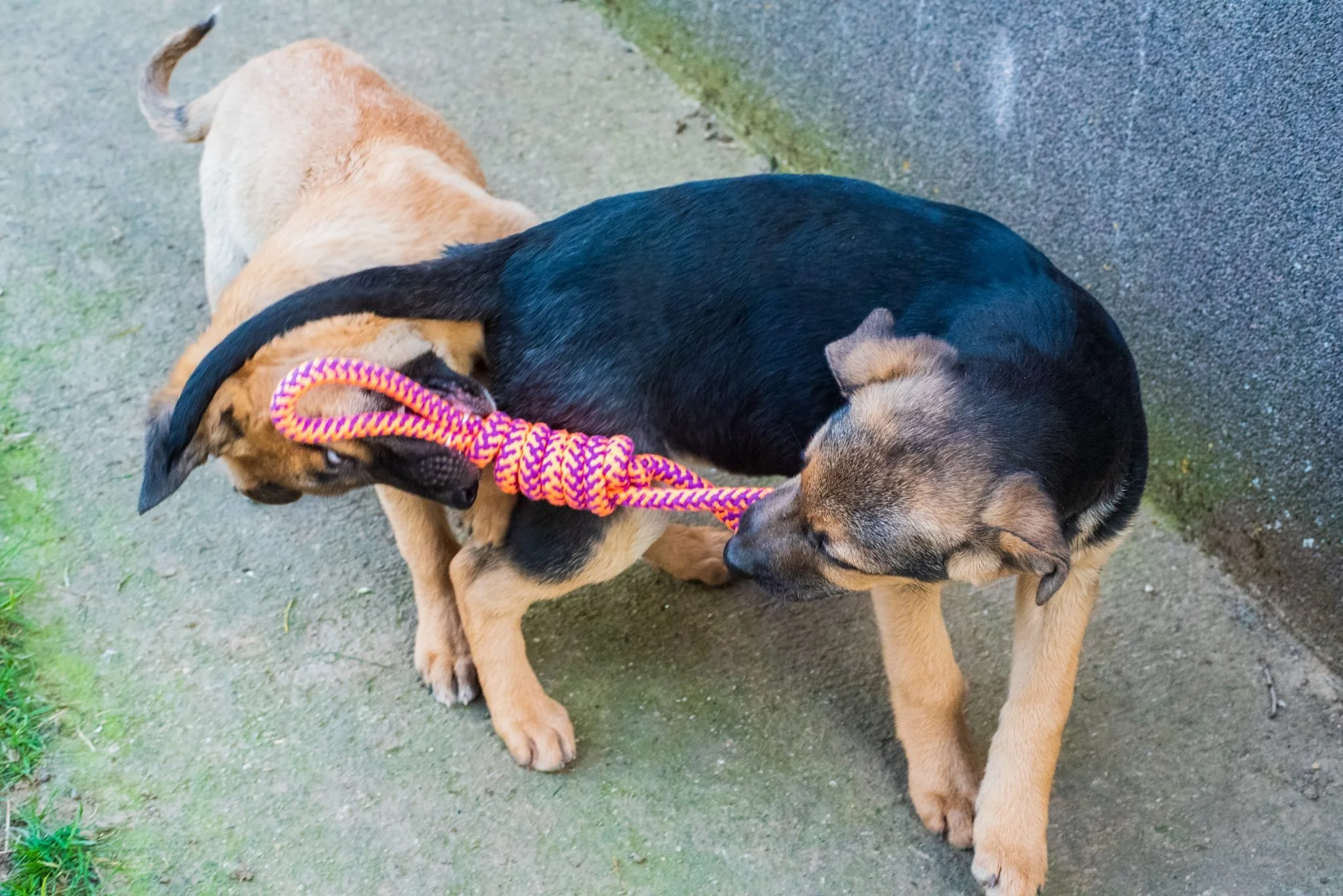 Two dogs playing tug-of-war with a colorful rope toy on a sidewalk.