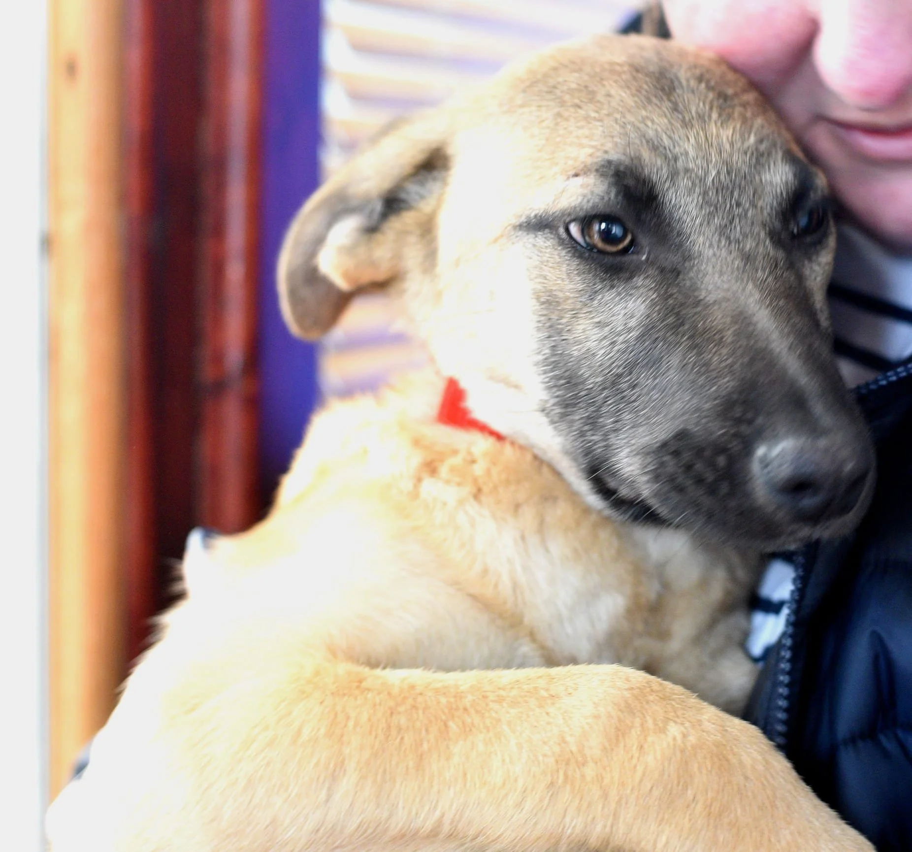 Person hugging a tan and black puppy with a red collar inside a wooden and purple room.