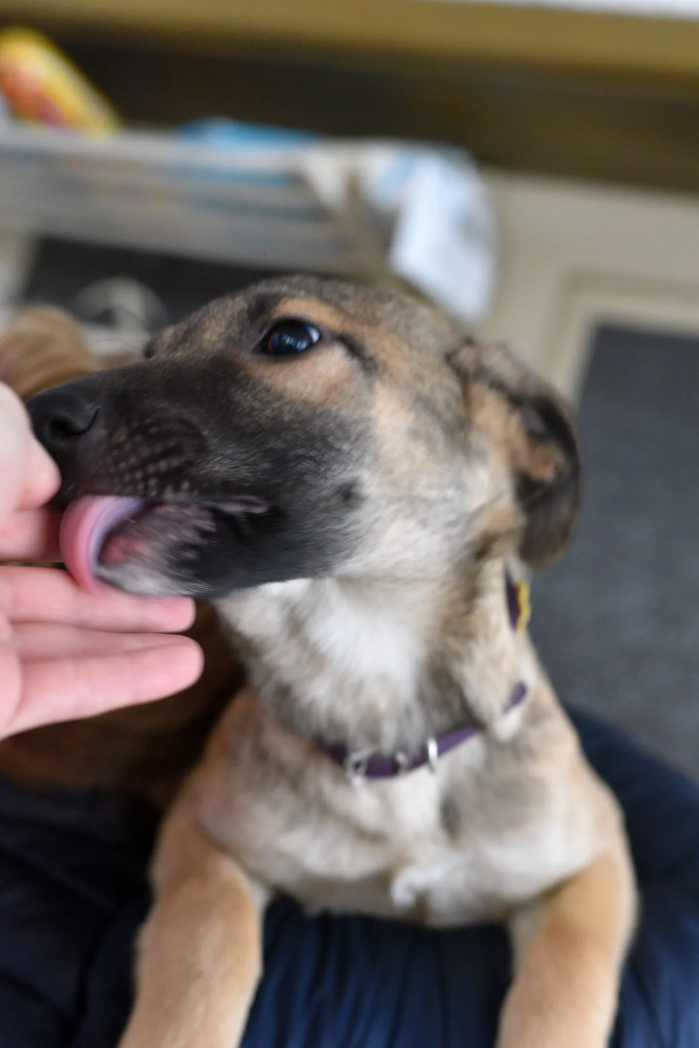 A dog licking a person's hand in an indoor setting, with furniture and objects in the background.