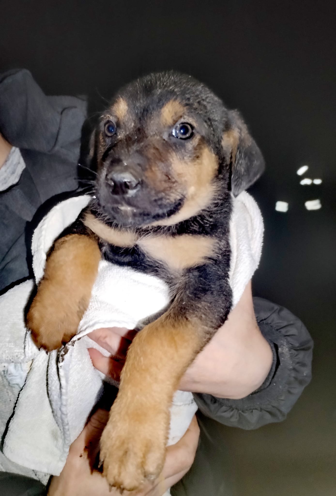 A person holding a cute black and tan puppy with bright blue eyes, wearing a white towel or cloth. The puppy looks alert and is being supported with one hand around its chest.