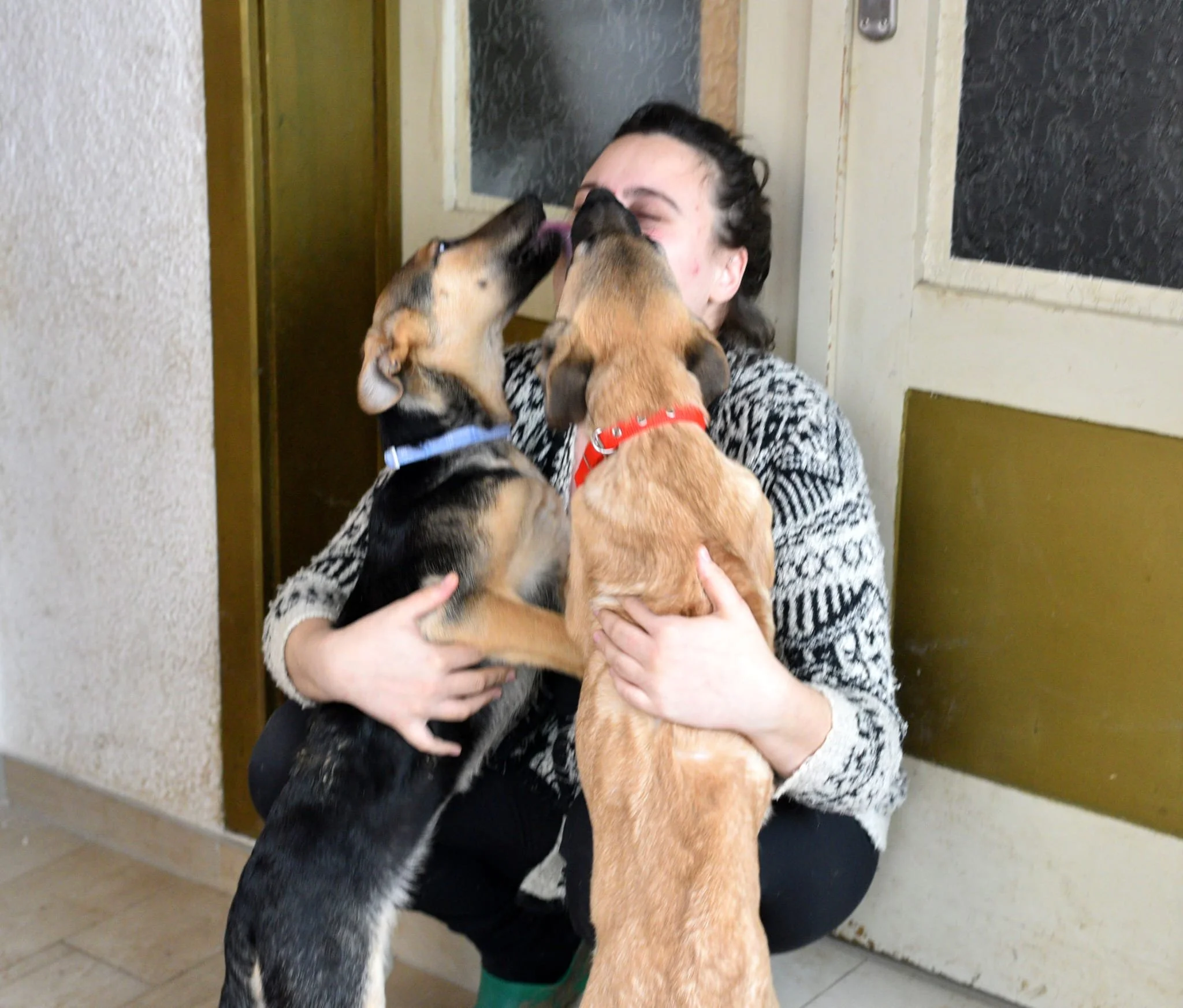 Person holding two dogs, giving kisses to a woman